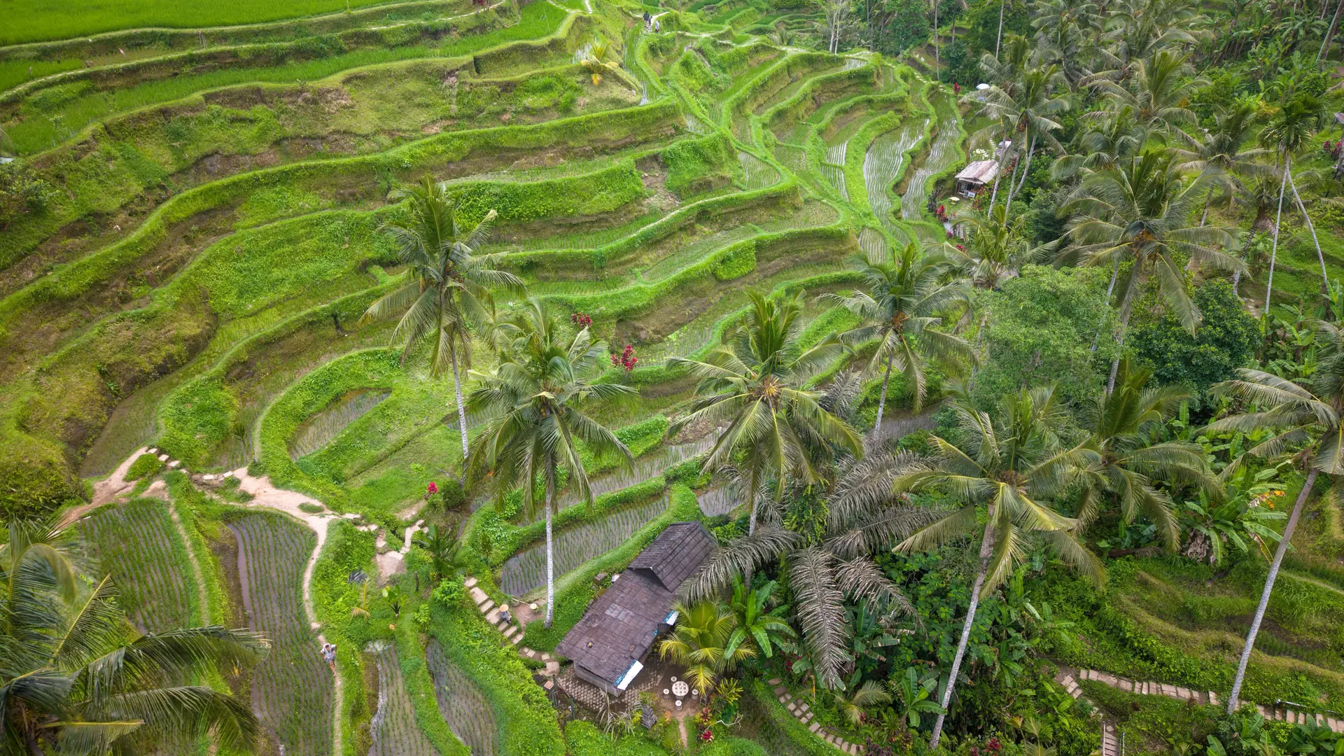 Green rice terraces and tall palms on the slopes around Ubud, Bali