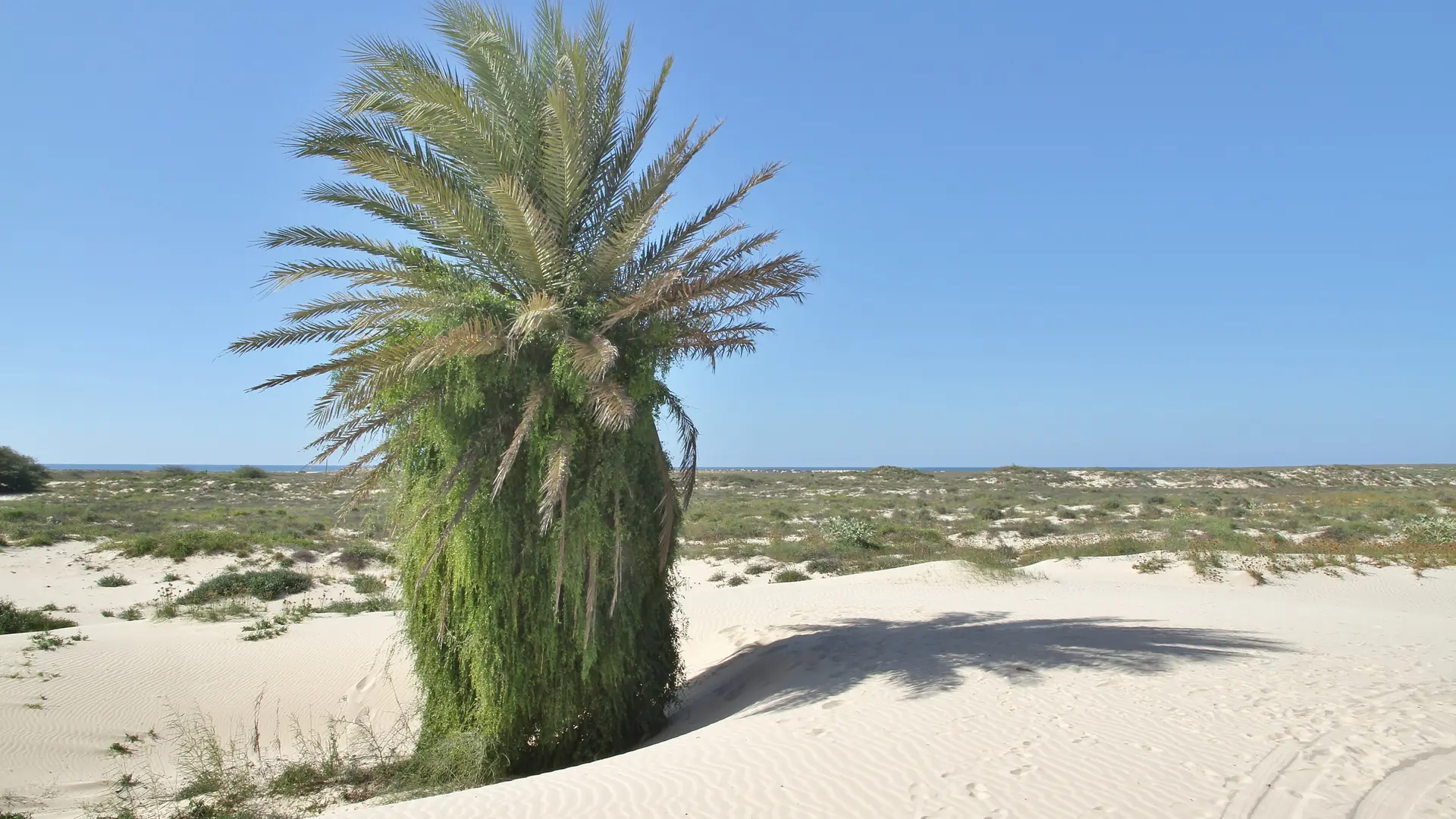 Date palm among sunlit dunes on Boa Vista