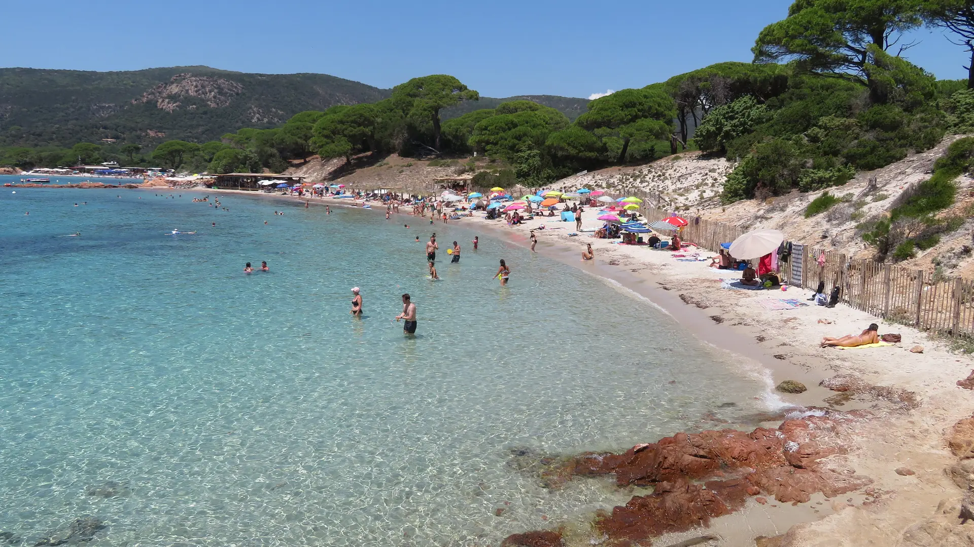 Pine trees and red granite beside the clear water at Palombaggia beach