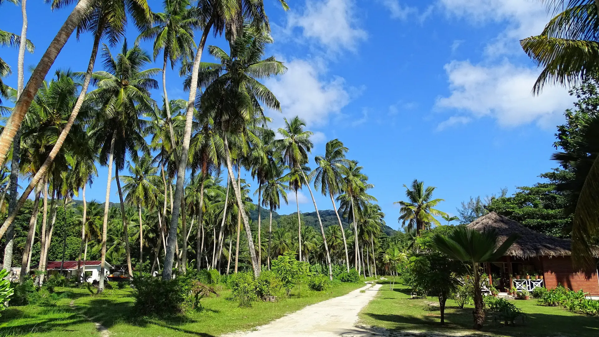 Palm lined path through the coconut plantation at L’Union Estate on La Digue