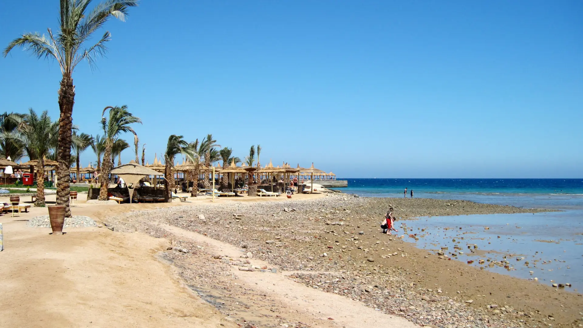 Palms and parasols beside the rocky low-tide shore at Beach Albatros in Hurghada, under a clear blue sky.