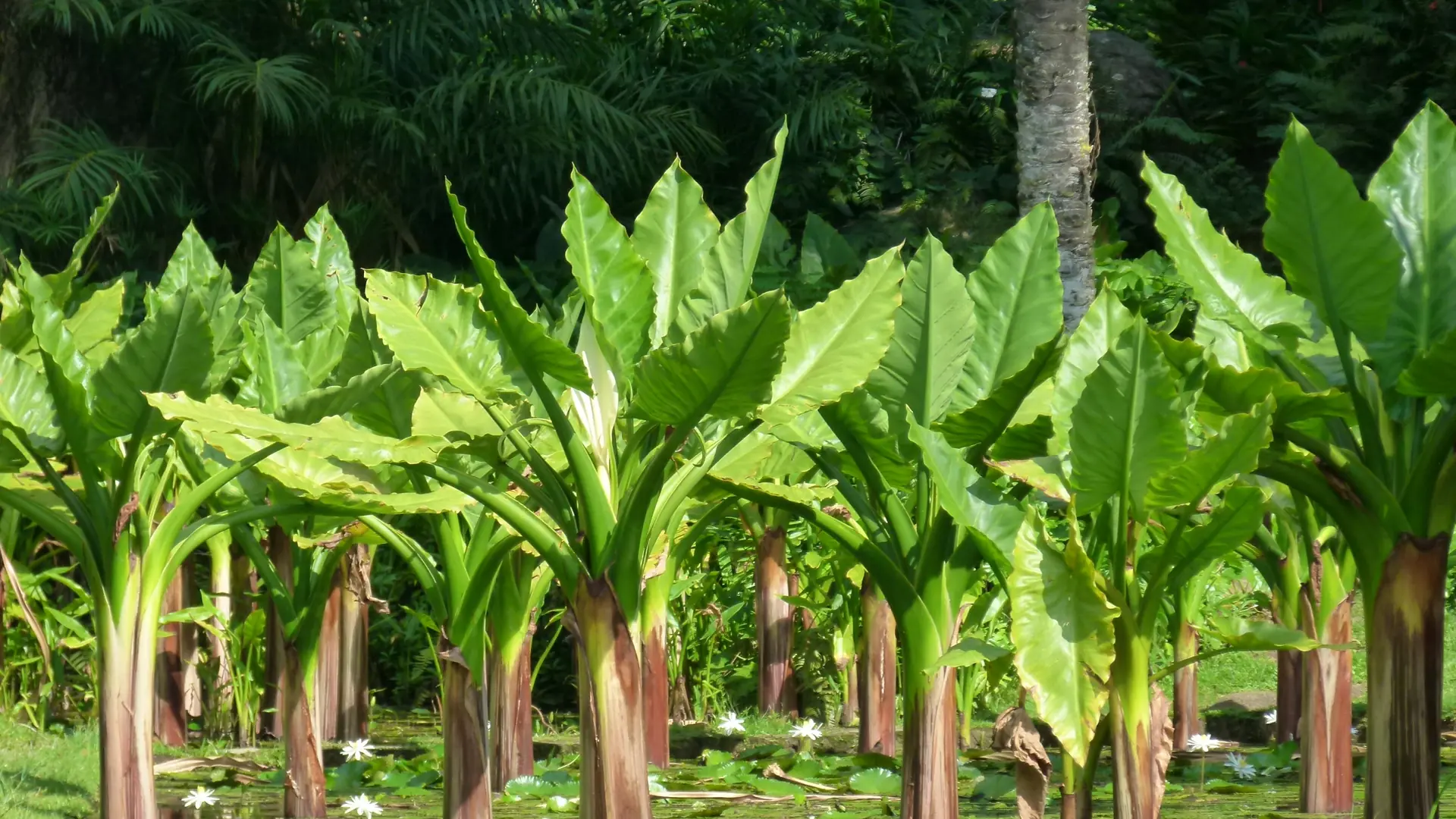 Sunlit tropical foliage at the botanical garden on Mahé, near Victoria