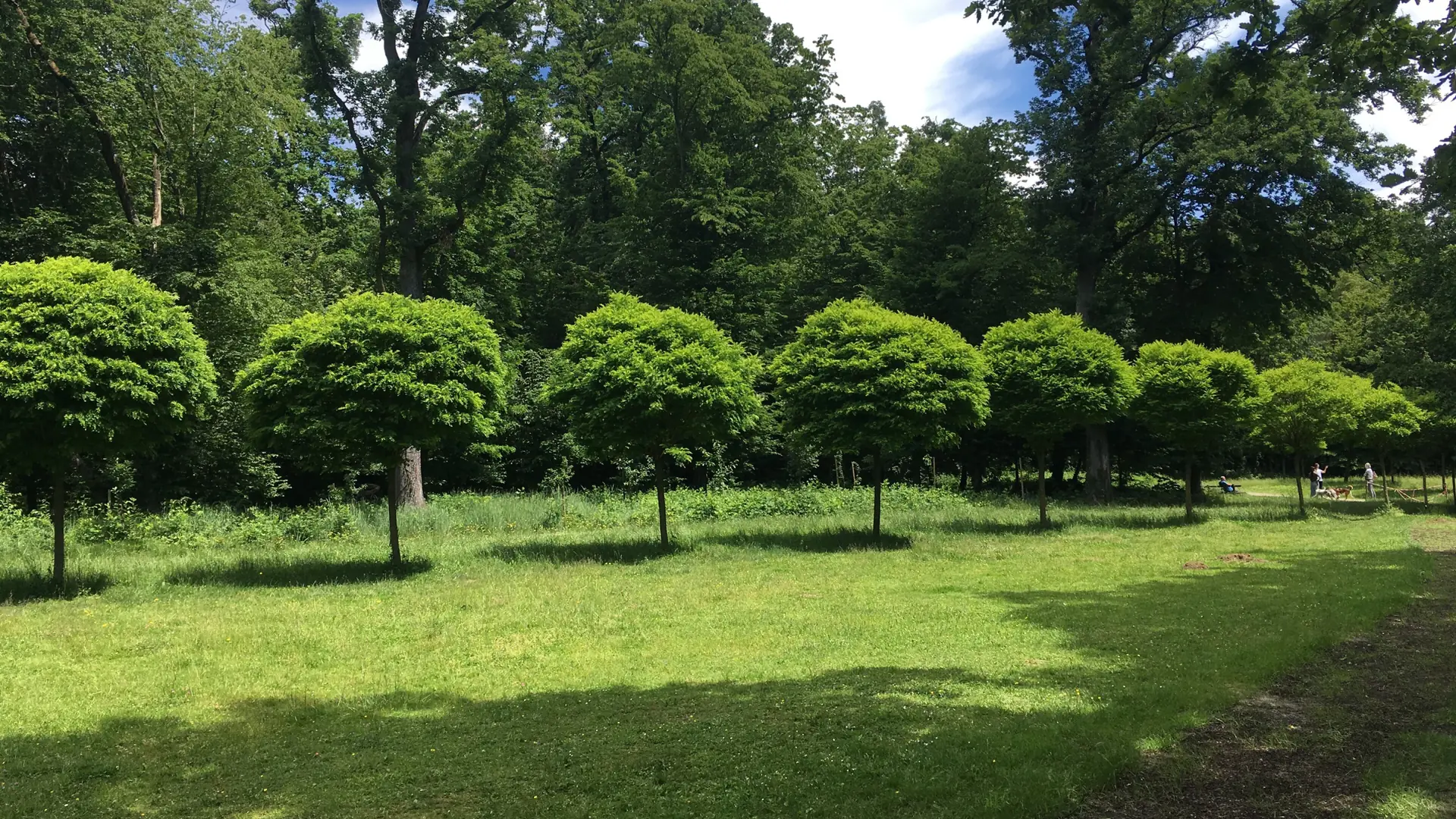 Sunlit lawns and mature trees along a path in Zagreb's Maksimir Park