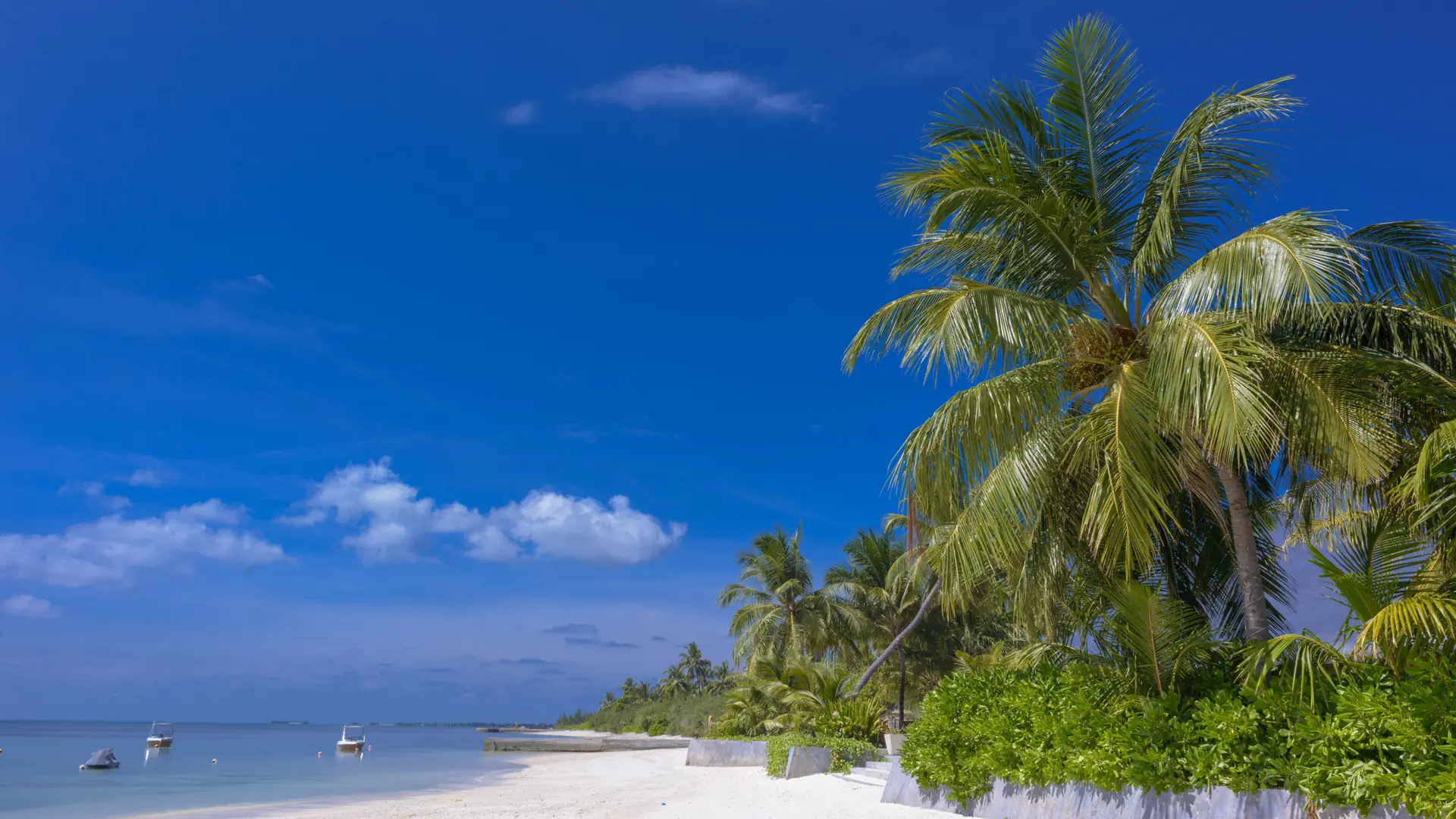 Sunny palm-lined beach and blue sky in the Maldives