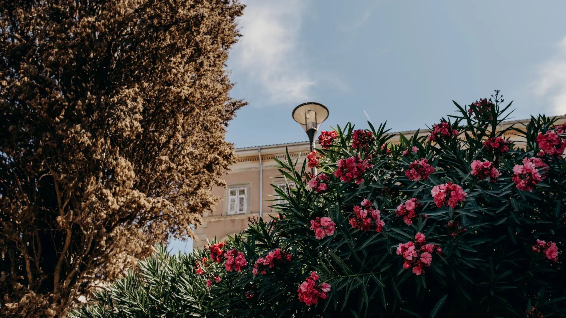 pink oleander blossoms against an elegant Lisbon townhouse under a clear sky