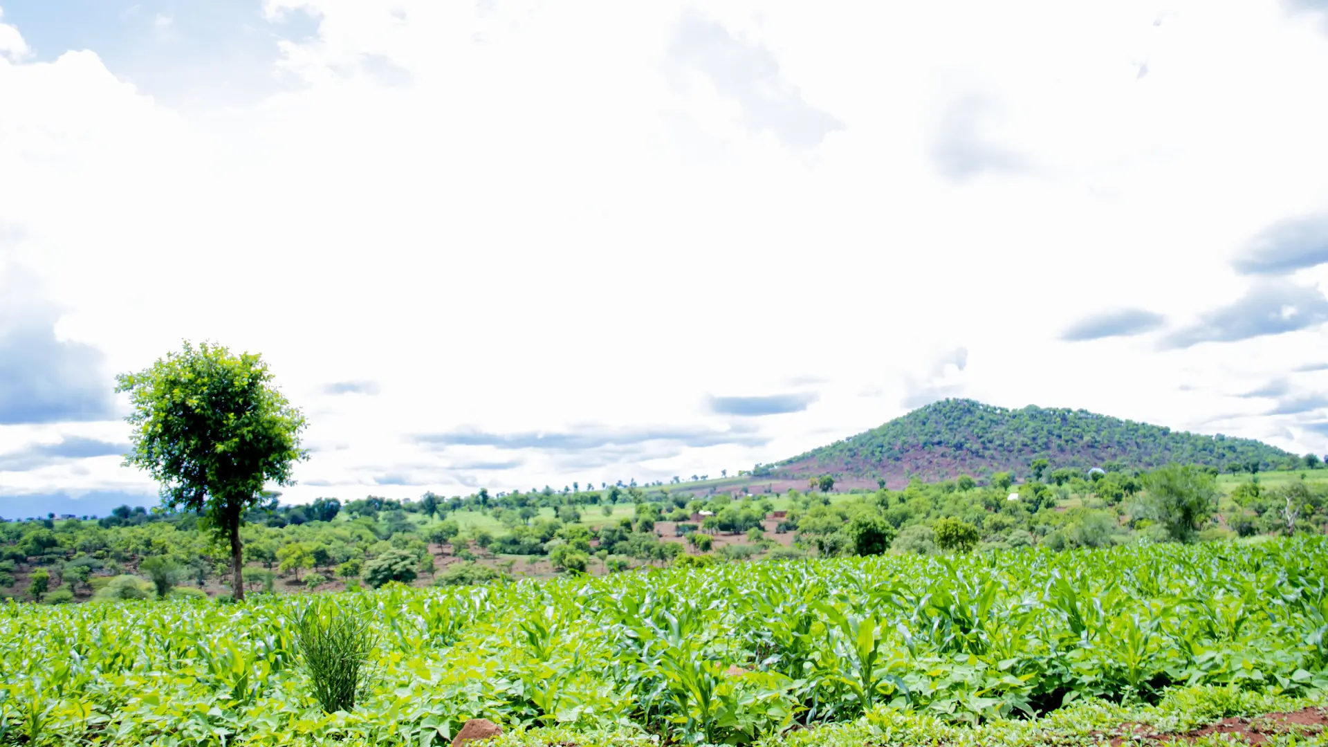 Sunlit cultivated fields and a low hill in Njiro, Arusha