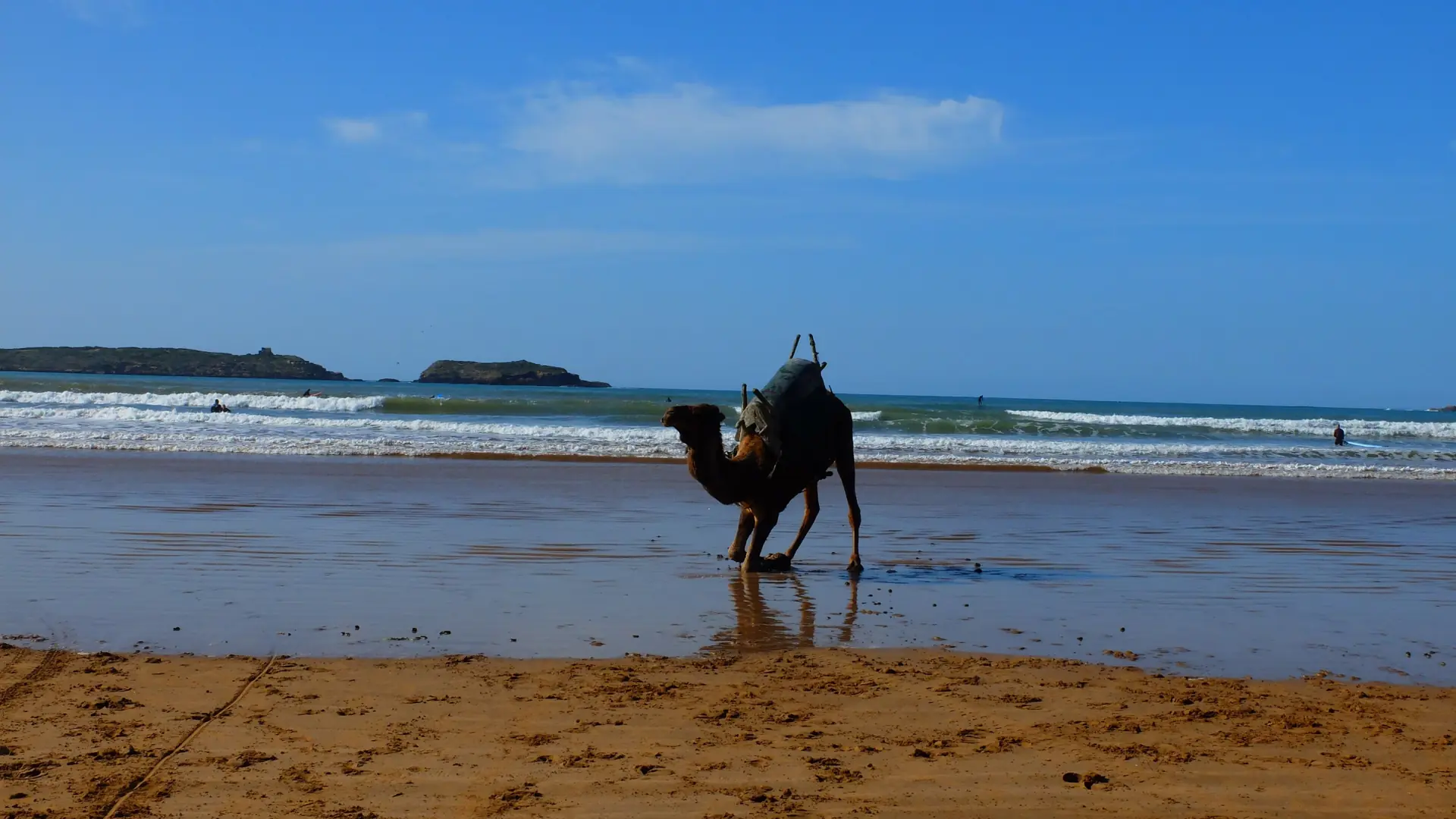A camel standing on Essaouira’s sandy beach beside blue Atlantic water