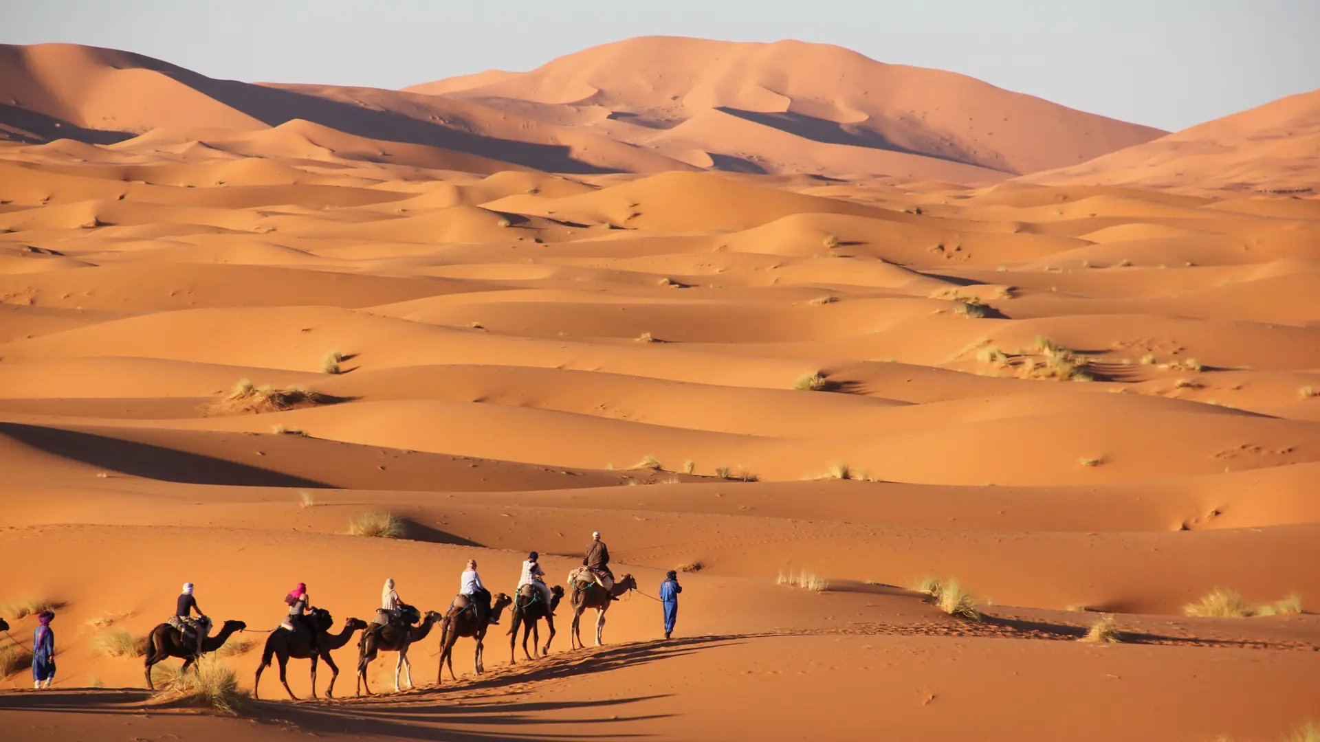 Camel caravan crossing golden Erg Chebbi dunes near Merzouga
