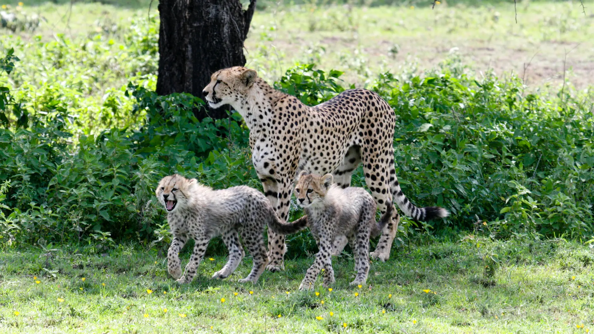 Cheetah mother with cubs in bright daylight near Ndutu Lodge on Tanzania’s southern plains.