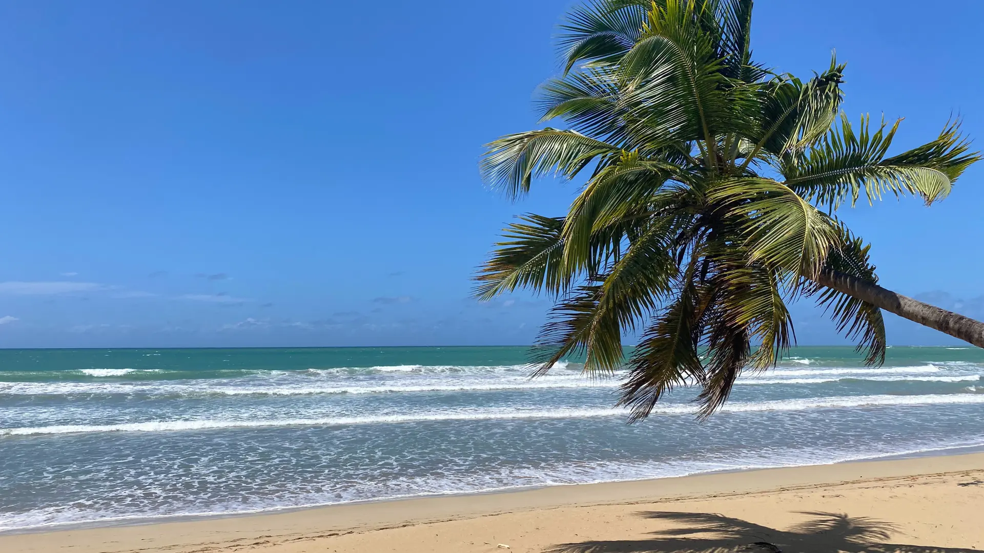 Sunlit Playa Cosón shore and palms near Las Terrenas