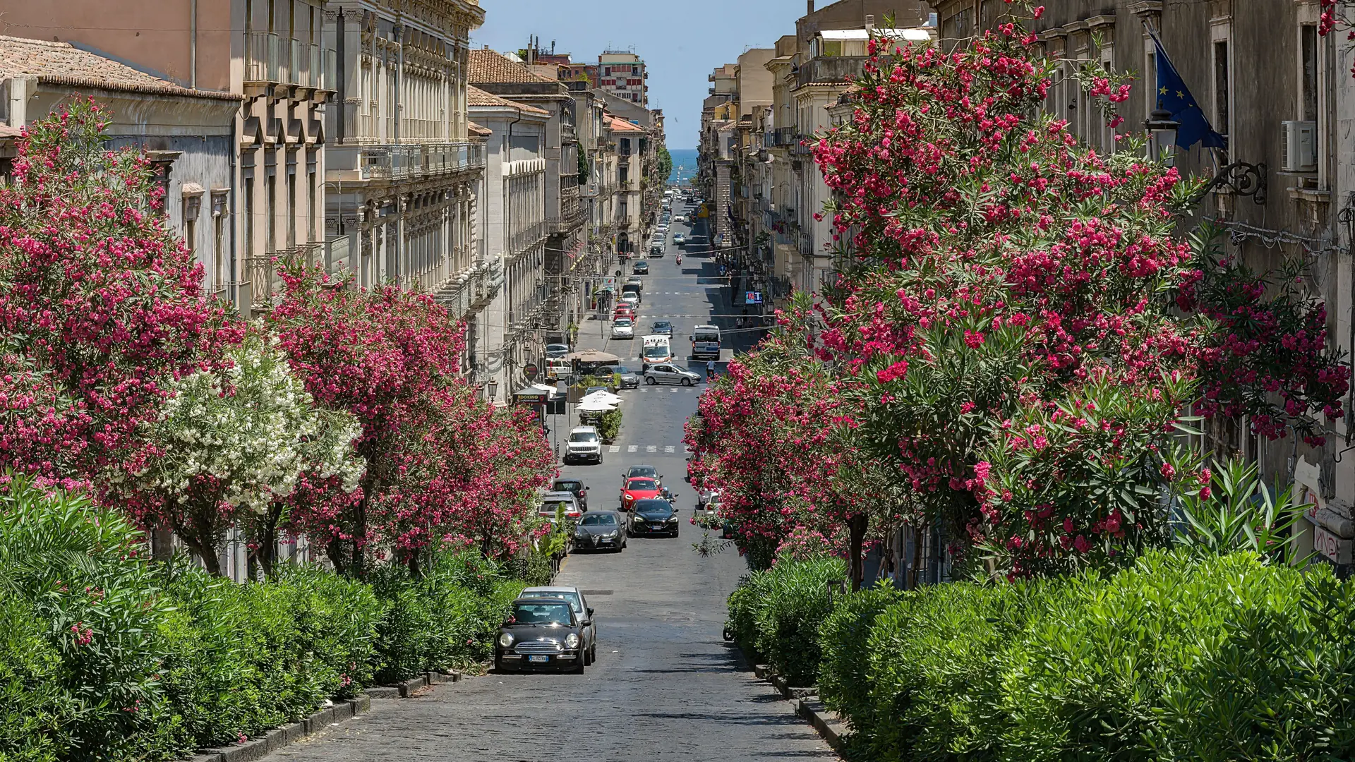 Pink and white oleanders framing a sloping street and historic buildings in Catania.