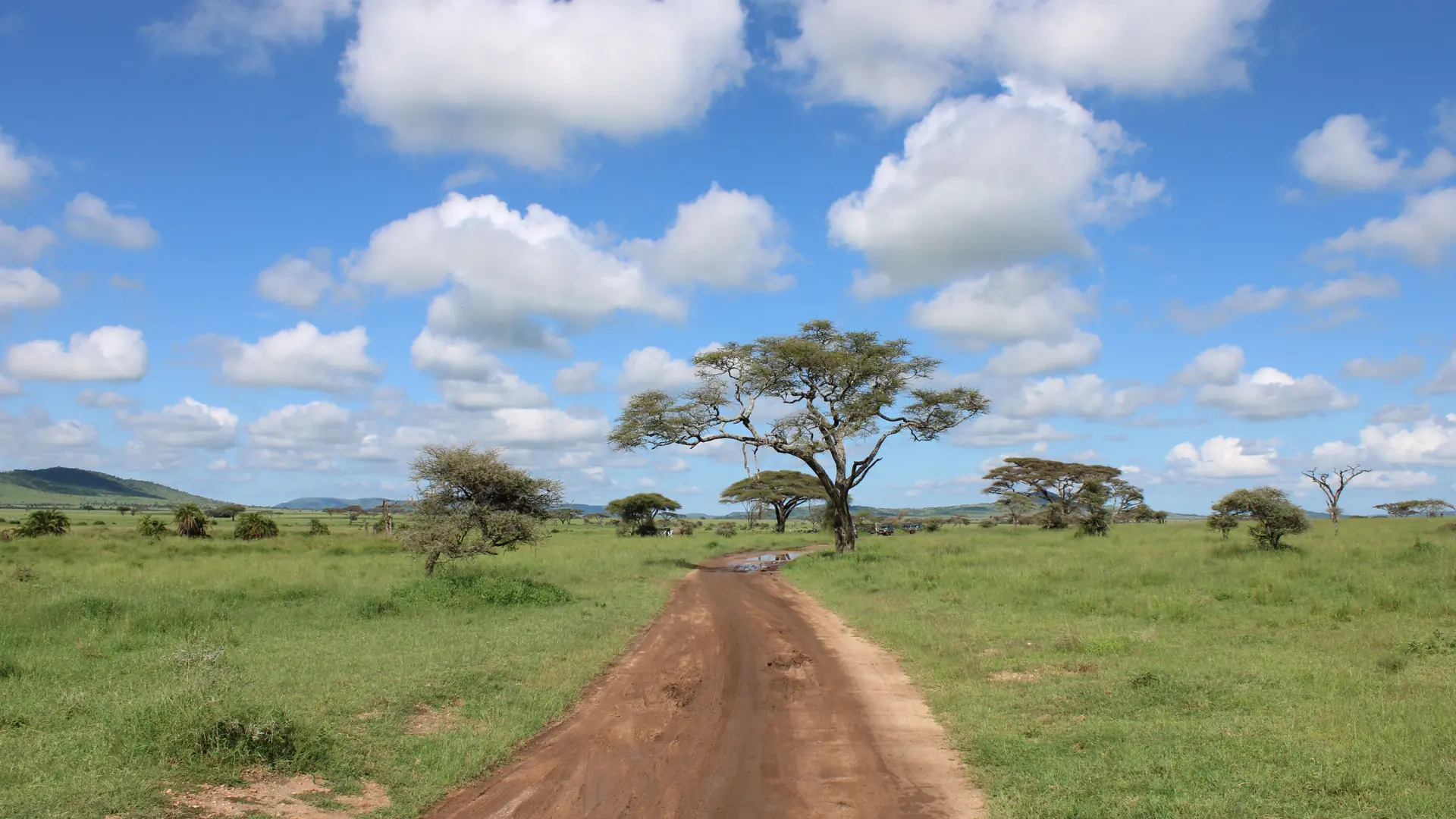 Sunlit dirt road across the green Serengeti savanna beneath a blue sky