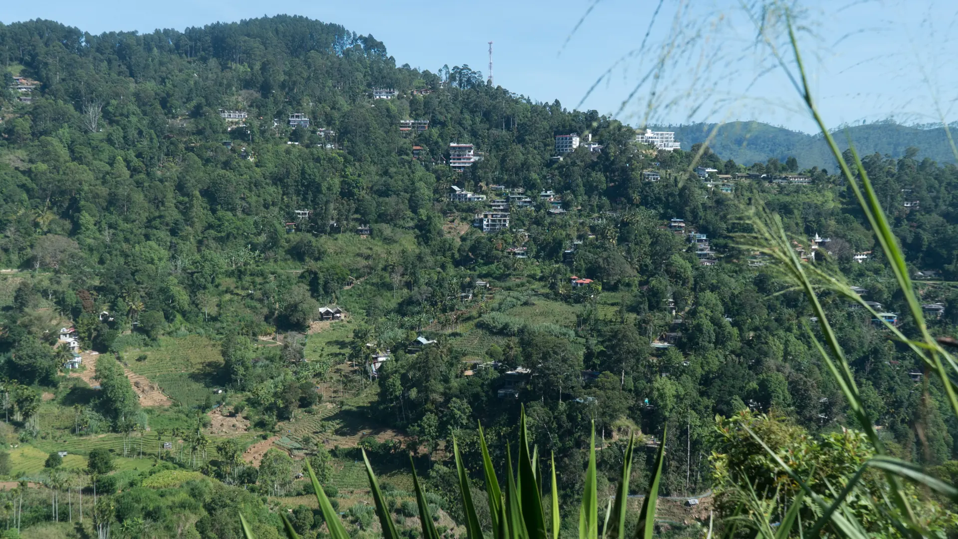 Green hillside homes viewed from the Ella Rock trail near Kithalella