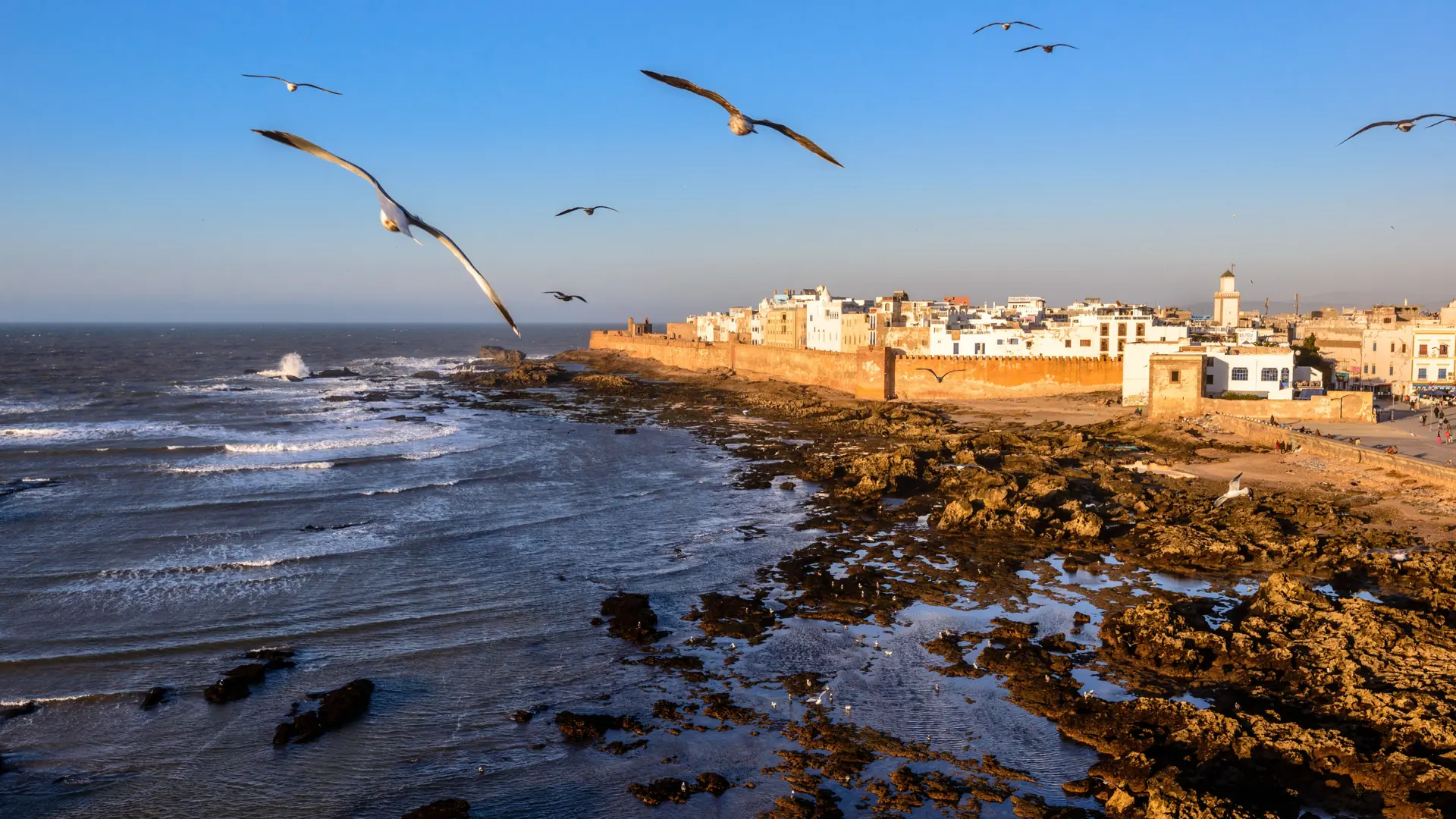 Seabirds above the rocky Atlantic shore and white medina of Essaouira