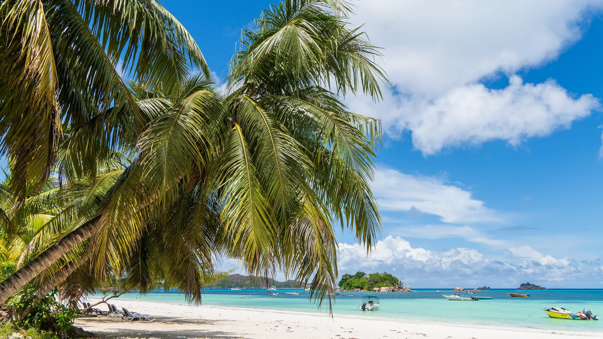Leaning coconut palm above white sand and turquoise water at Côte d’Or, Anse Volbert, Praslin