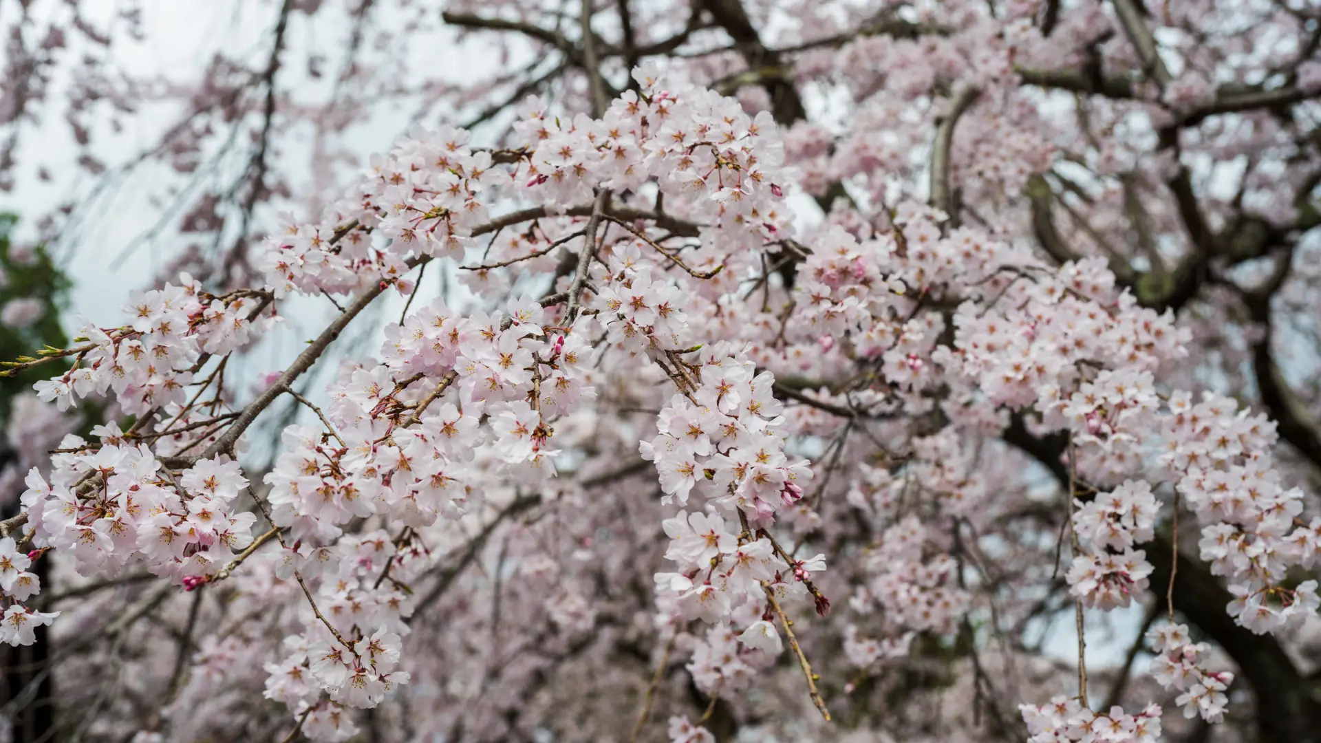 Cherry-covered ridges rising above Mount Yoshino villages