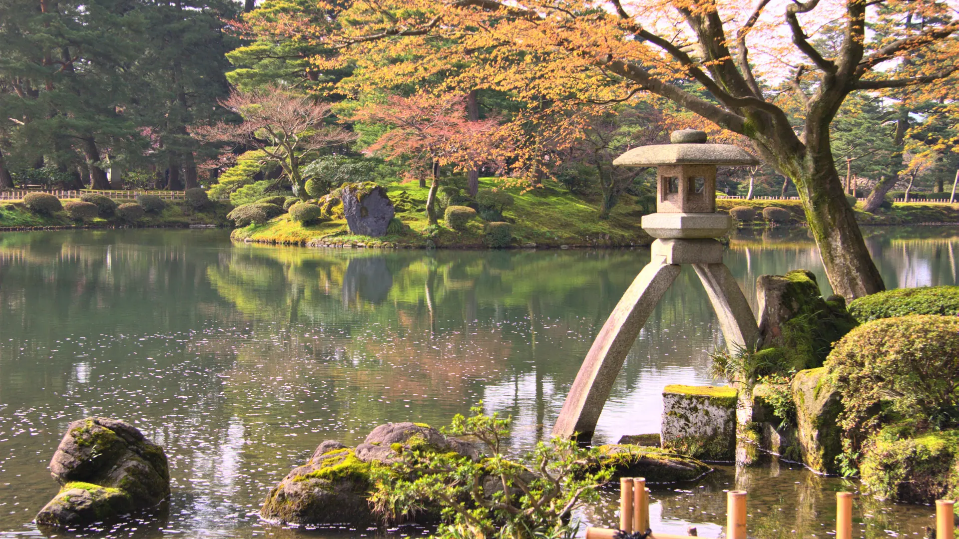 Kenrokuen pines supported by yukitsuri ropes in winter