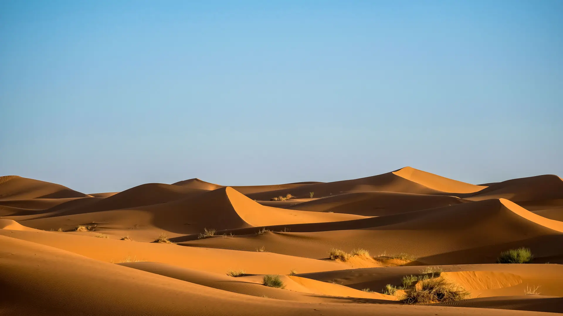 Golden dunes in Morocco’s Sahara beneath a clear blue sky