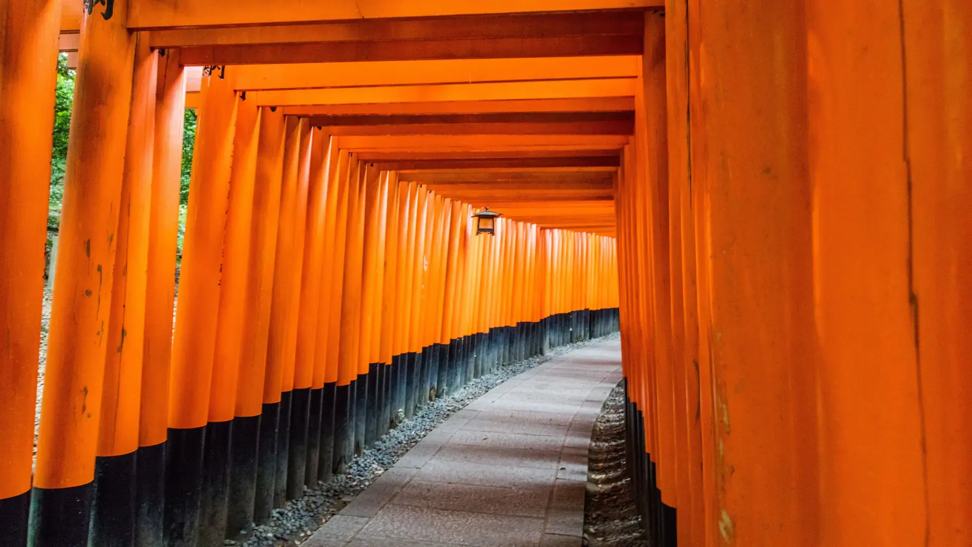 vivid vermilion torii gates climbing the sunny wooded slopes of Fushimi Inari