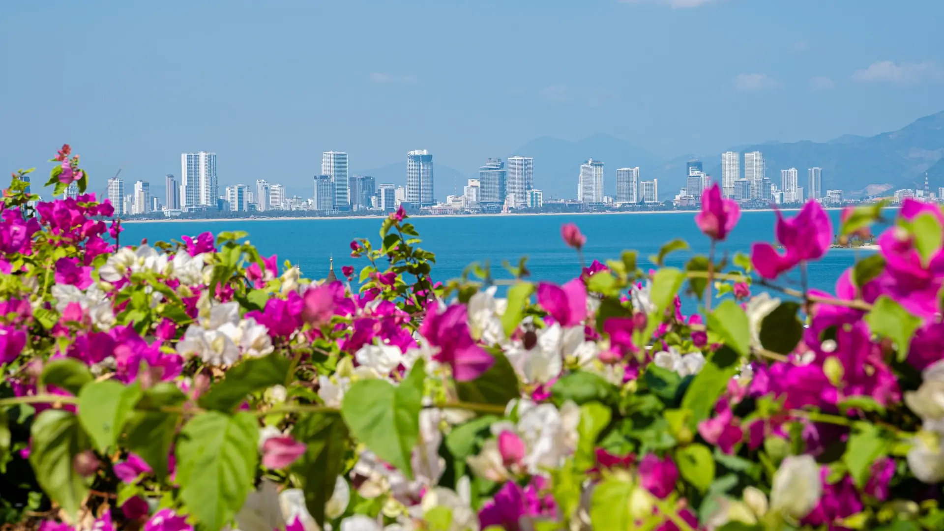 Bougainvillea overlooking Nha Trang bay towards the mainland skyline