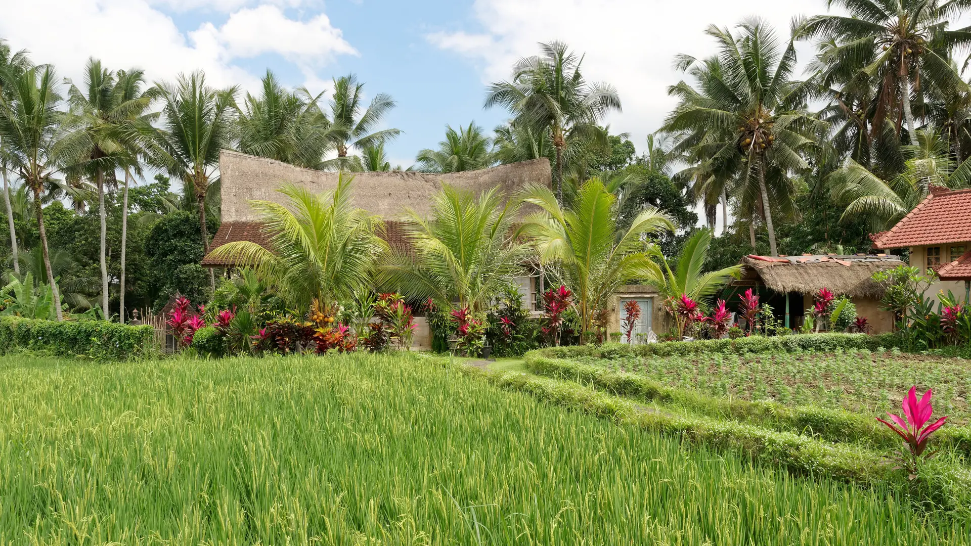 Green rice fields, red-roofed houses and coconut palms beneath a blue sky in wider Ubud, Bali