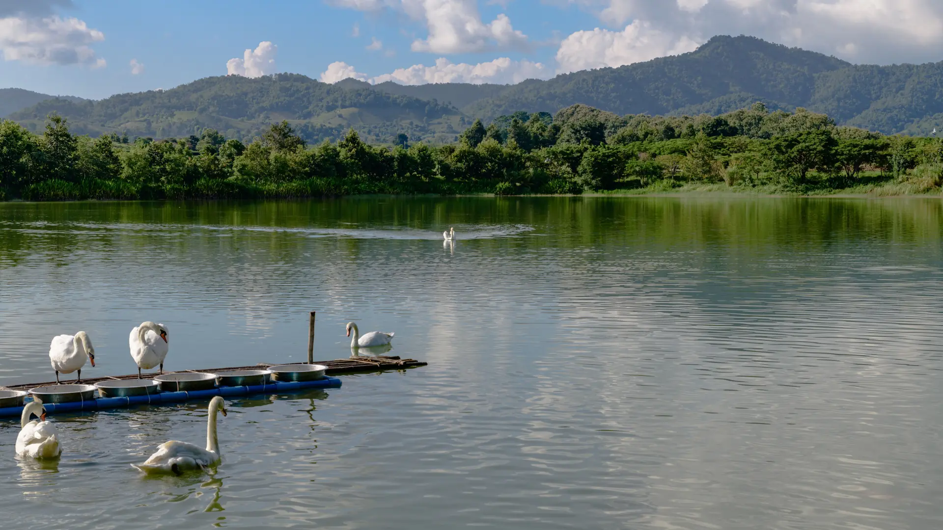 Swans on calm water with green Chiang Rai hills in the distance