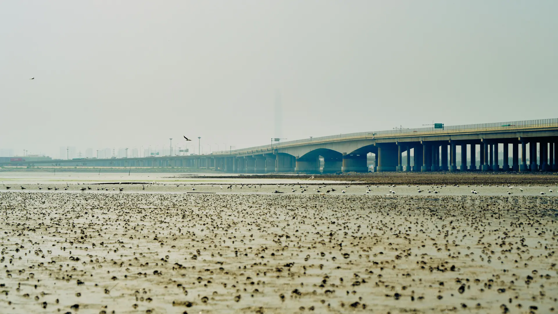 A coastal bridge and mudflat near Incheon in daylight
