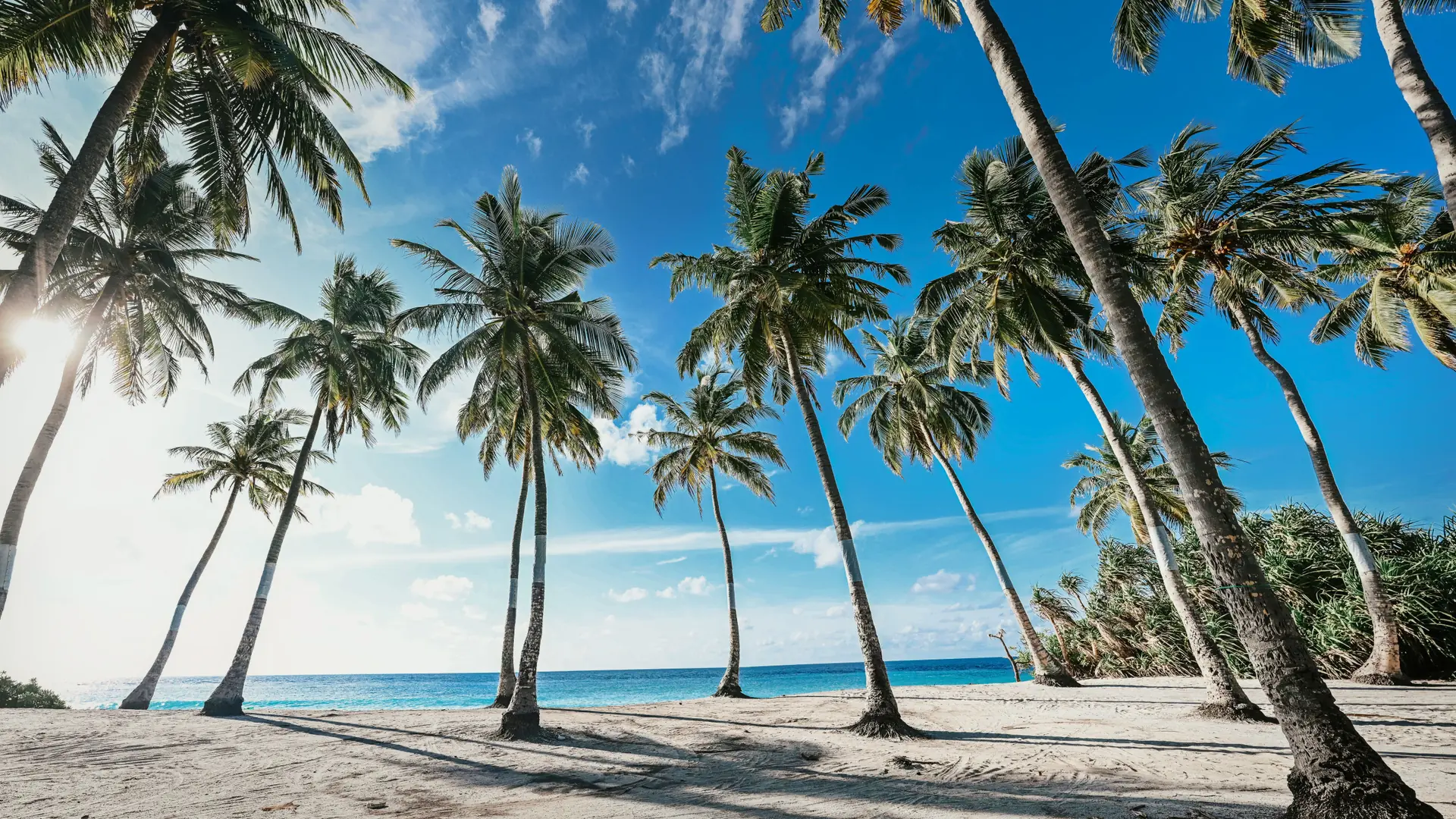 Sunny palm-fringed shore in Fuvahmulah, Maldives