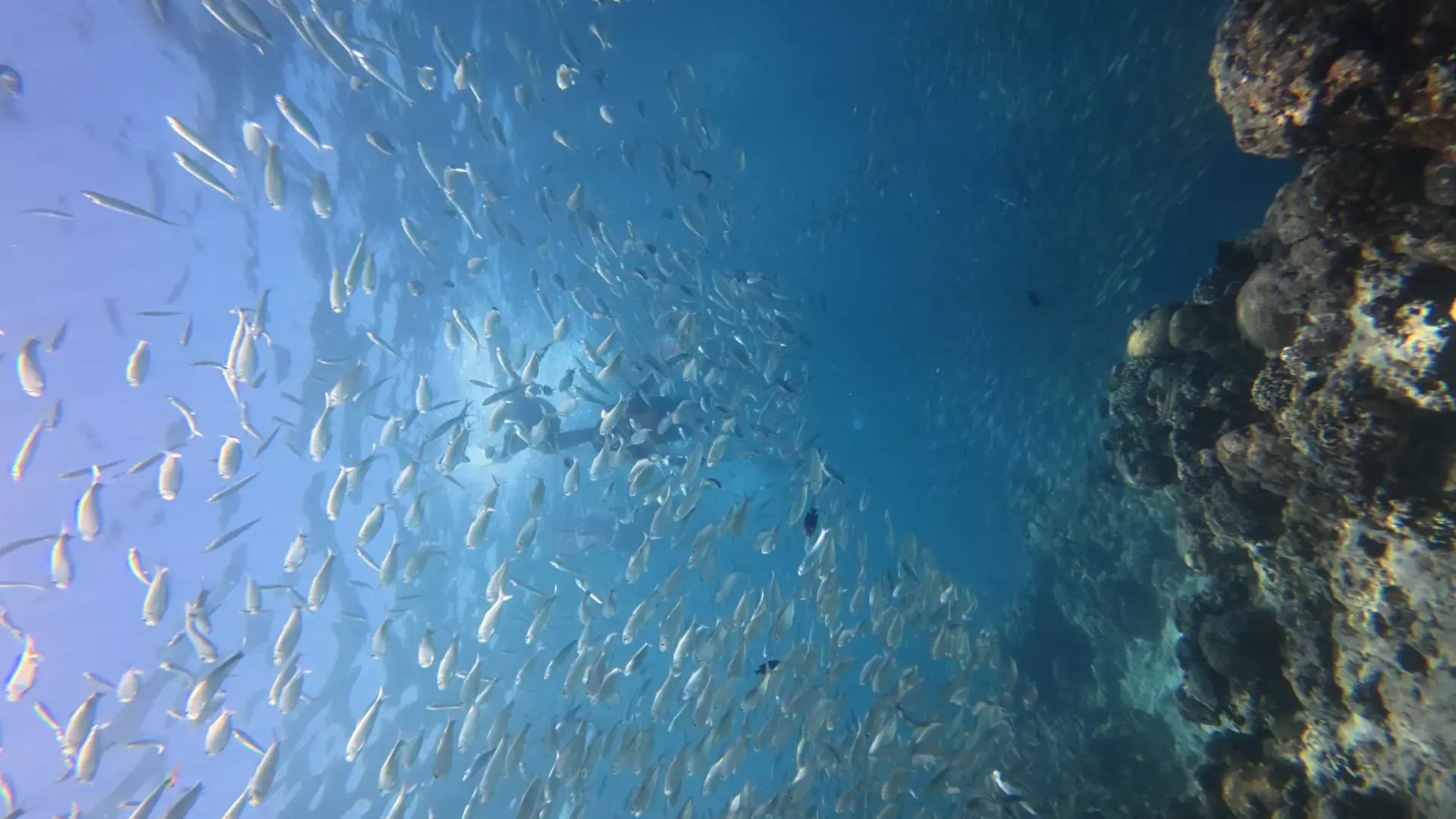 A swirling school of sardines over the reef off Panagsama Beach, Moalboal