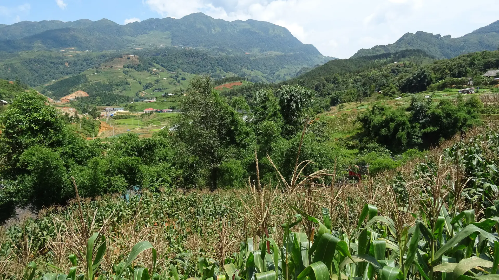 Green fields and wooded hills in the Sapa countryside