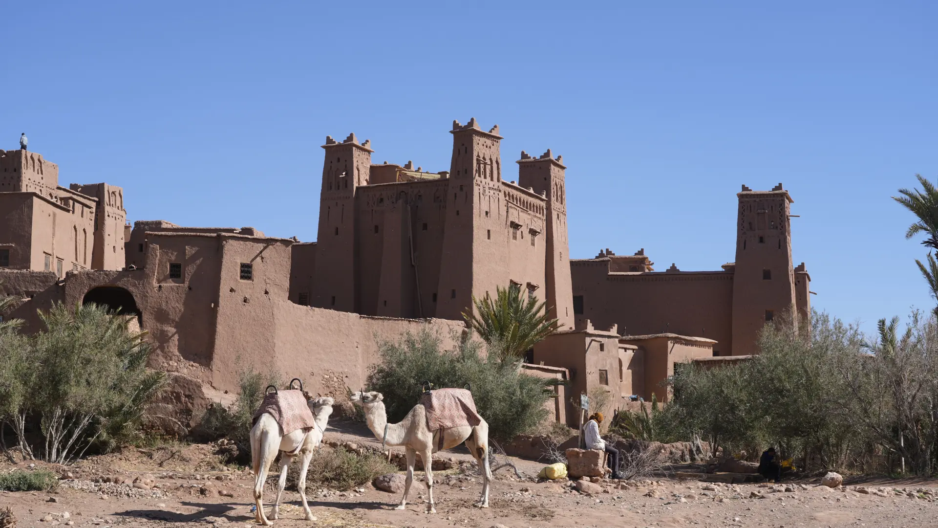 Earthen kasbah walls and camels near Ouarzazate in clear daylight