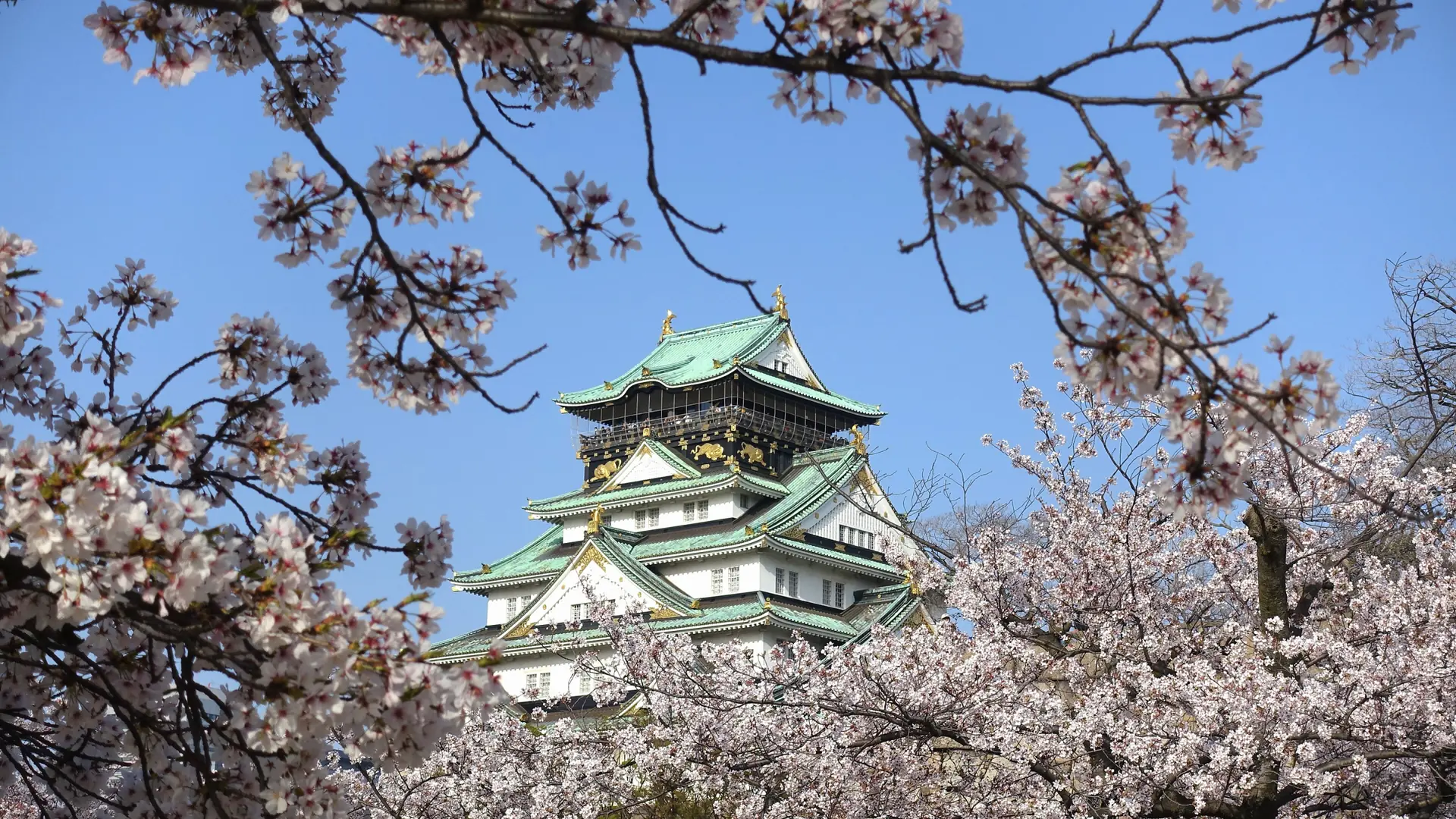 Osaka Castle rising above green parkland in clear spring sunshine