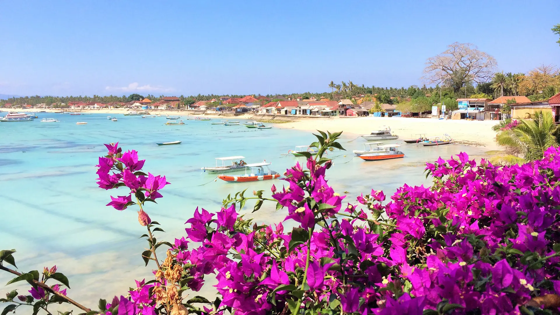 Pink bougainvillea framing Jungutbatu beach and boats, showing the wider Lembongan island setting