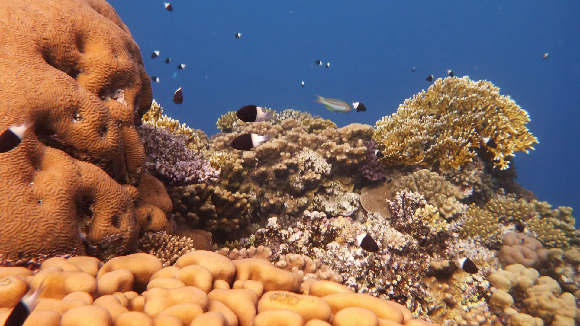 Daylit coral formations and fish on the Red Sea reef north of Marsa Alam, Egypt