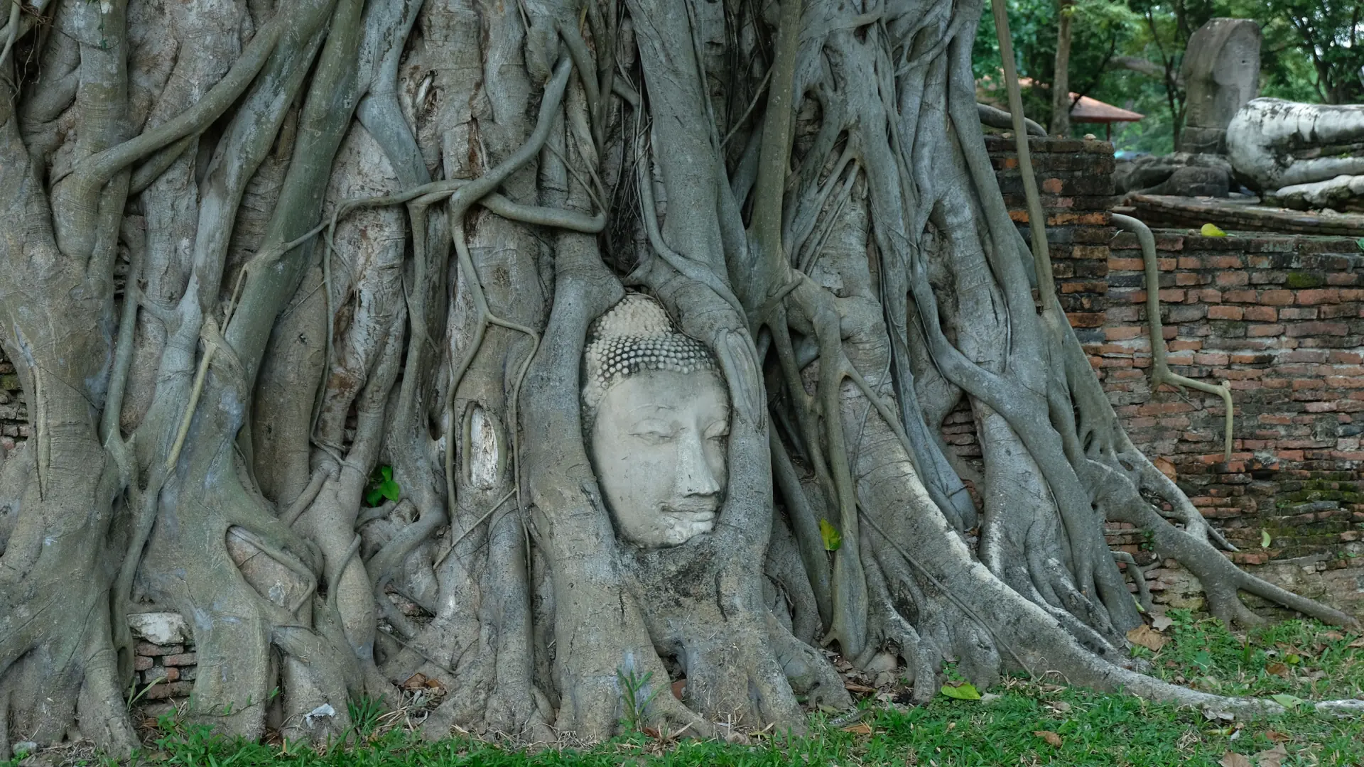 Buddha head held by tree roots at Wat Mahathat in Ayutthaya