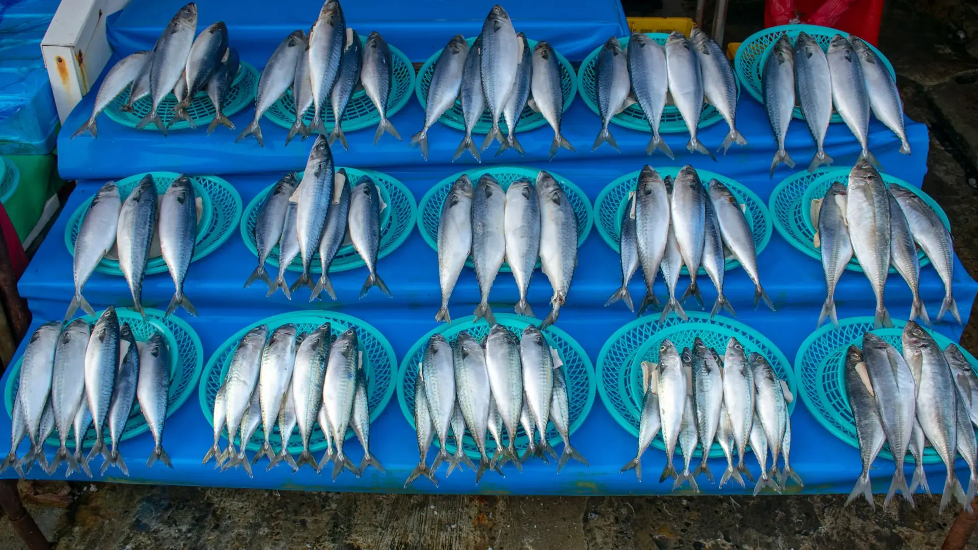 Fresh fish laid out for sale at a Busan seafood market