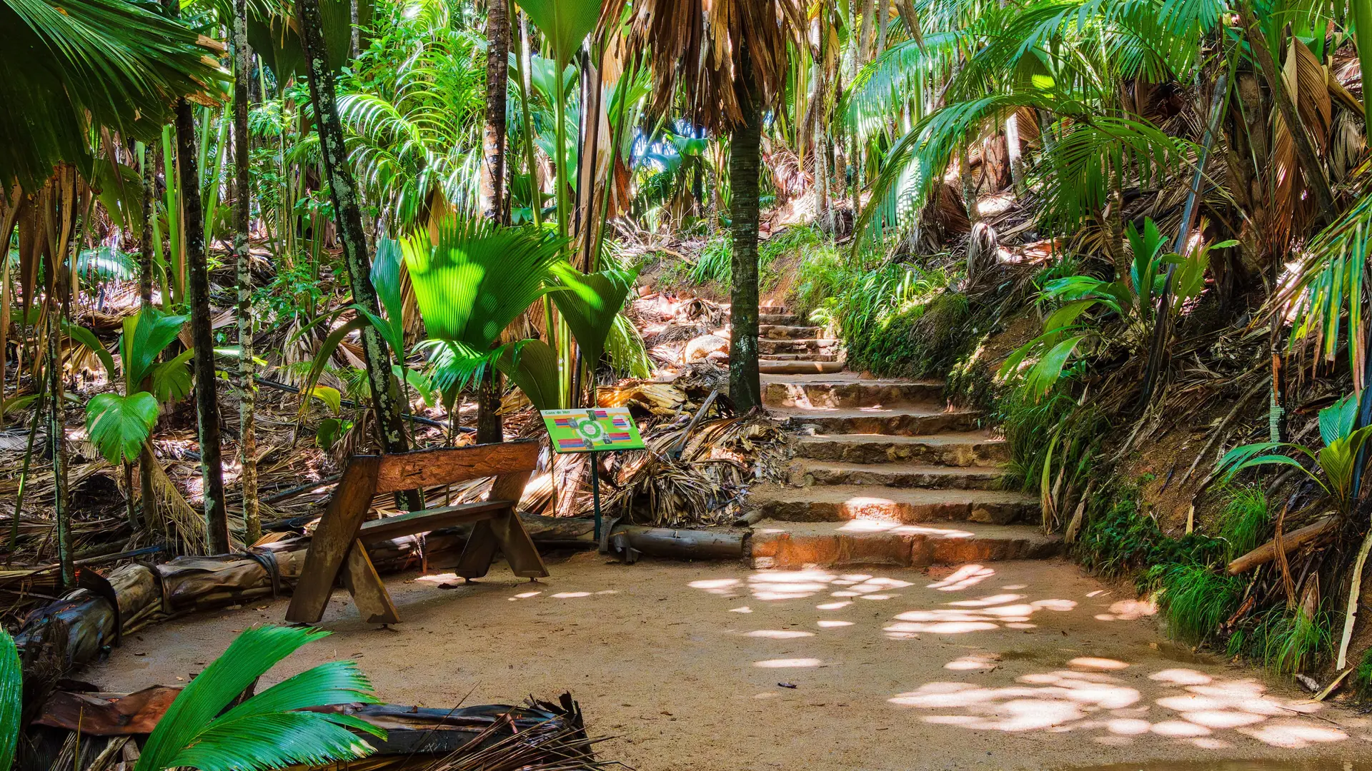 Sunlit path through the palm forest of Vallée de Mai on Praslin