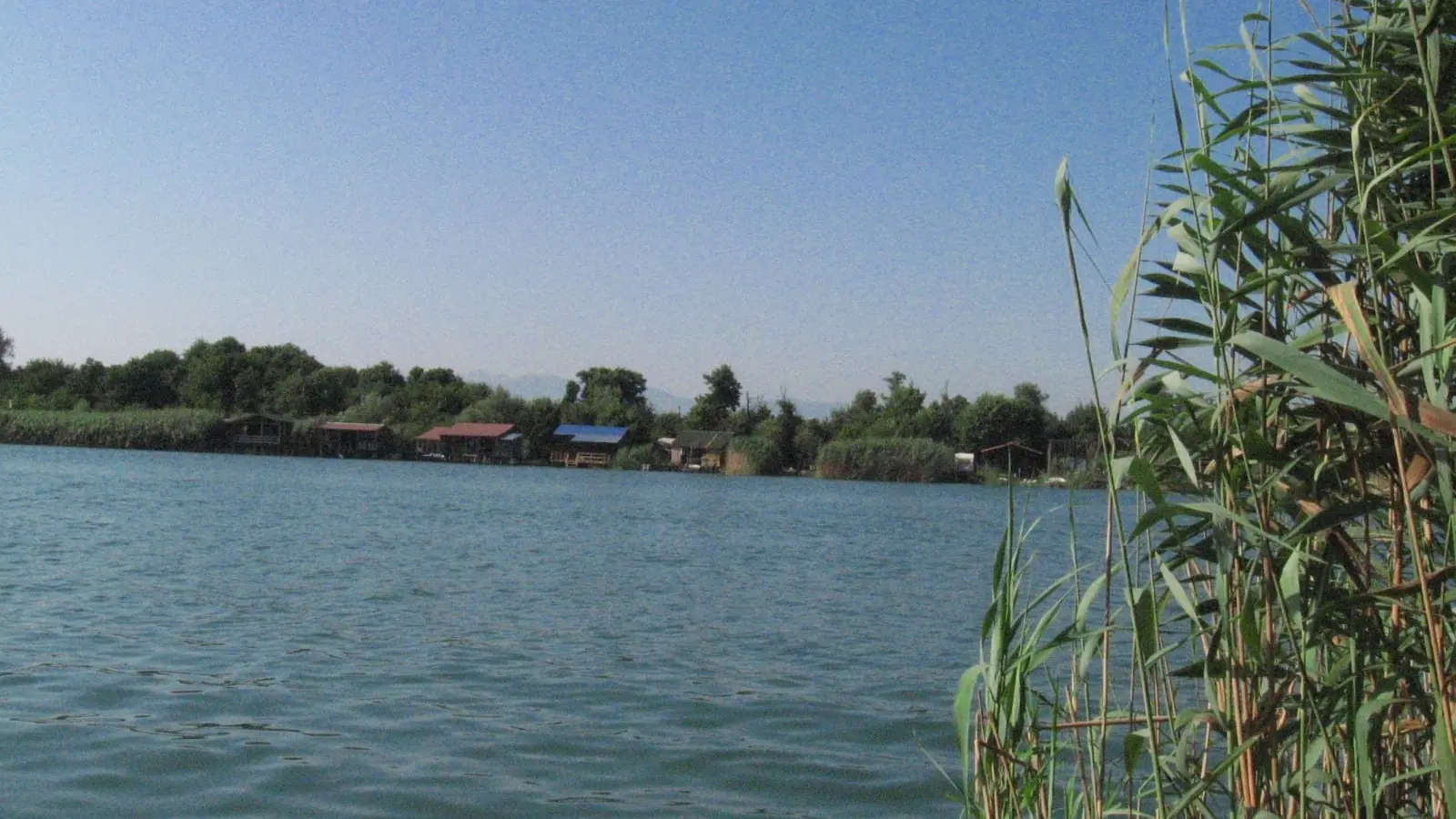 Reeds beside the Bojana River with low wooden houses across the water