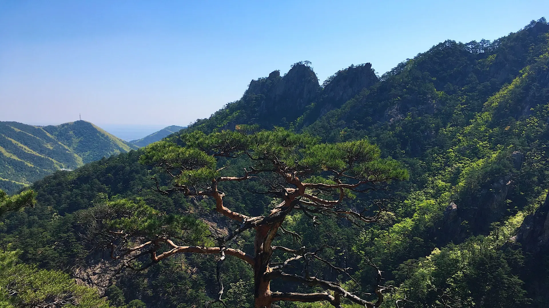 Seoraksan's jagged granite peaks rising above green pine forest under a bright blue sky, near Sokcho, South Korea