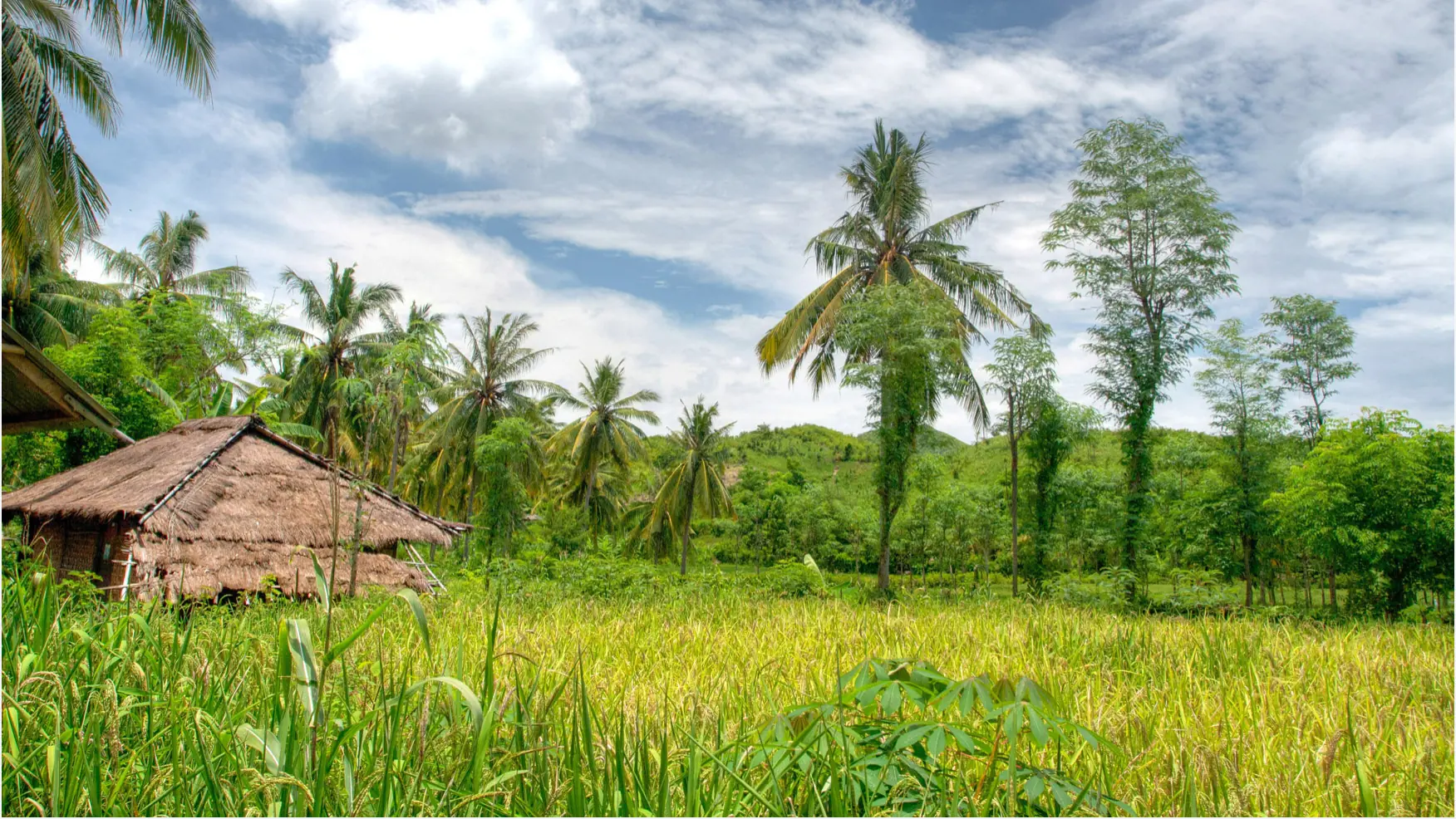 Wider countryside scene in southern Lombok, with a thatched village building, palms and green fields