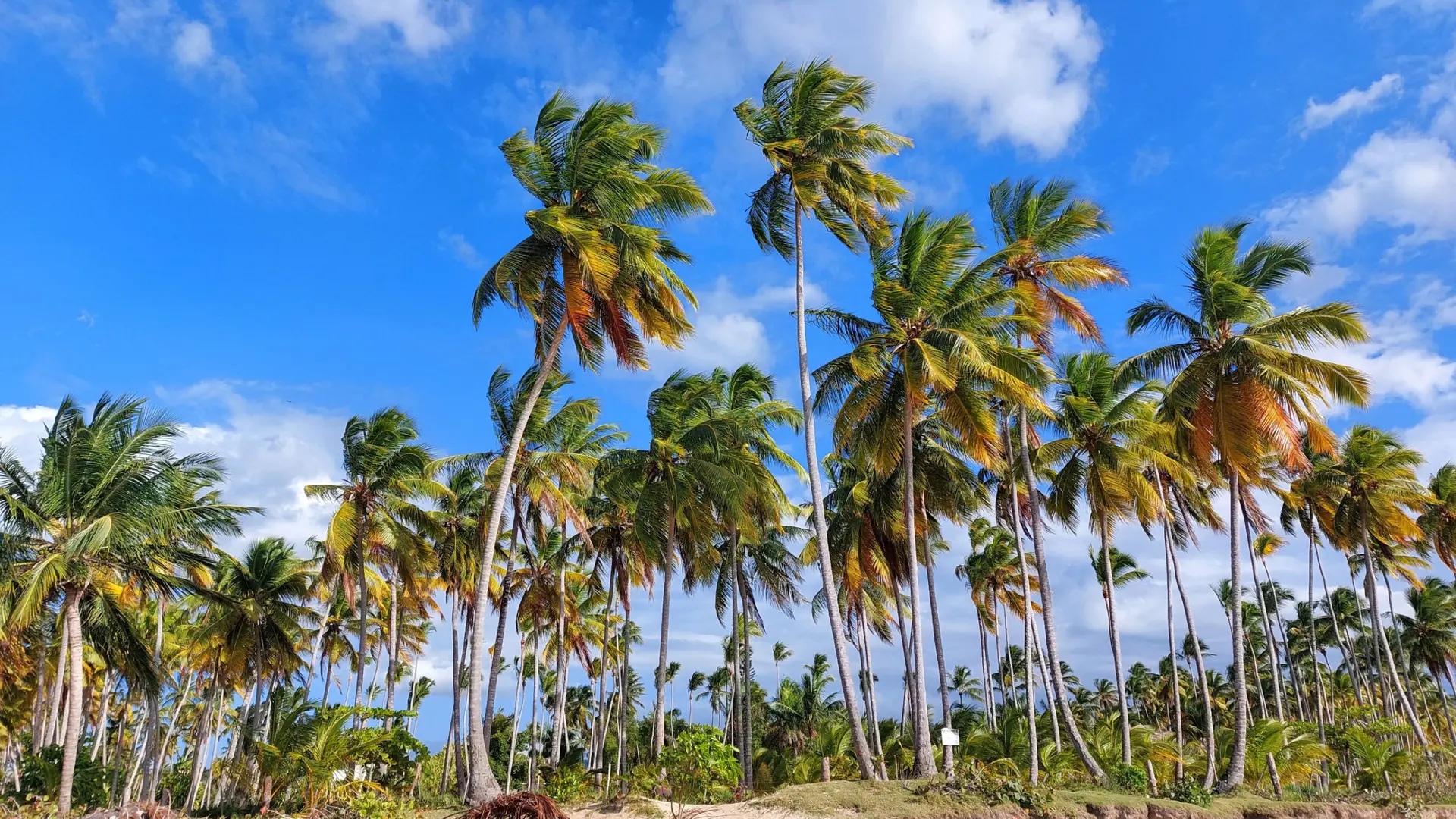 Sunlit Las Terrenas beach with palms and Atlantic water