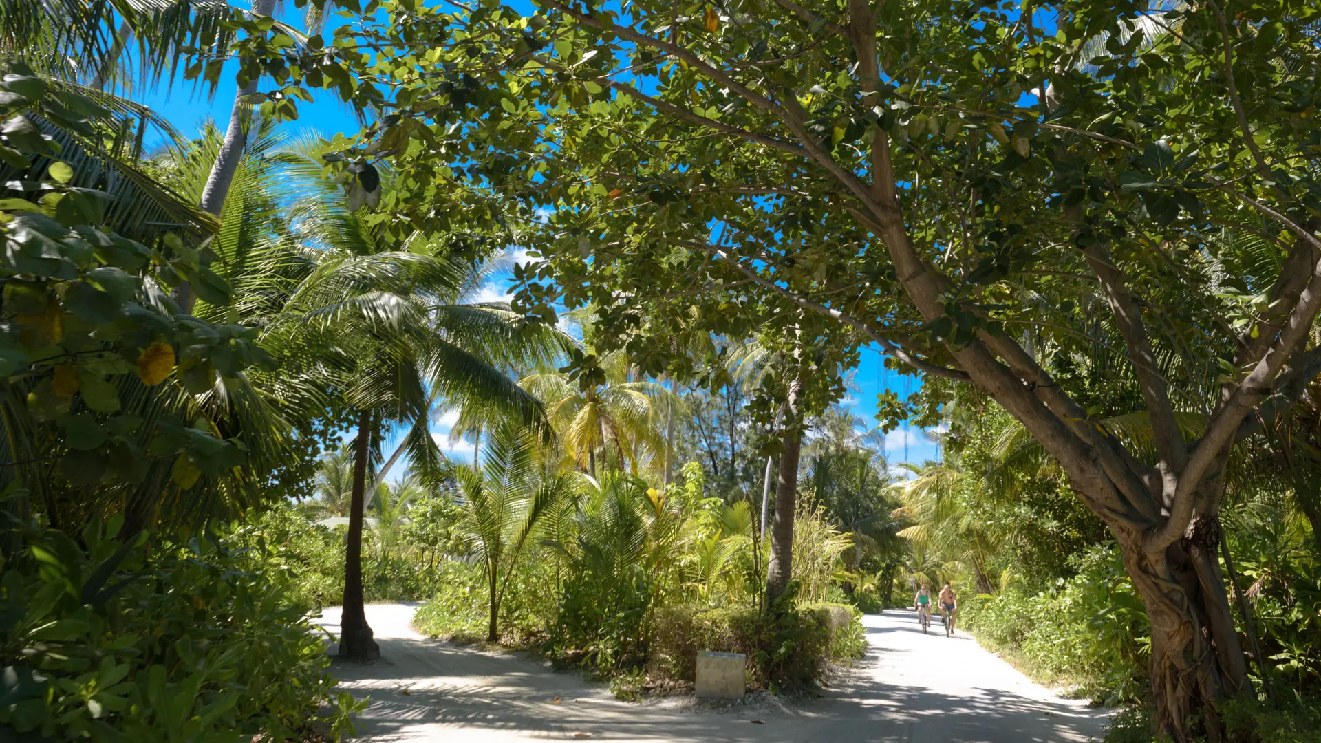Sunlit tropical path beneath palms on a Maldivian island