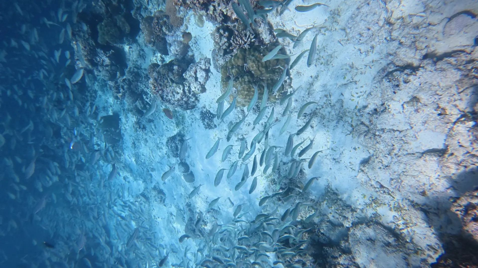 A swirling school of sardines above the reef off Panagsama Beach, Moalboal