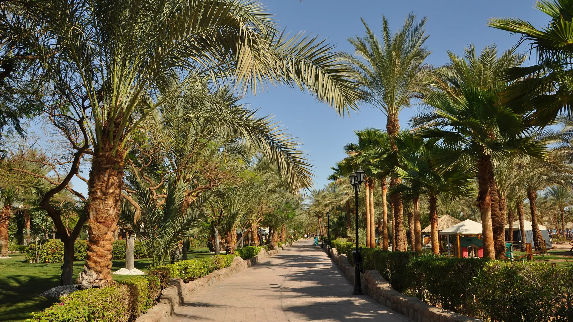 Palm-lined Naama Bay promenade in sunny Sharm El-Sheikh