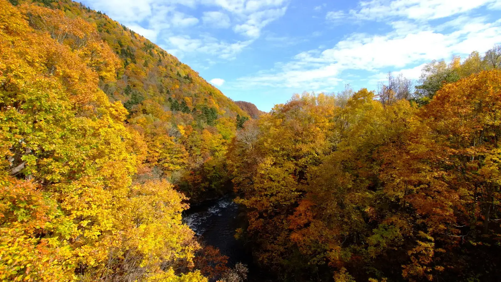 brilliant autumn forest surrounding Shigure Bridge in the Jozankei valley