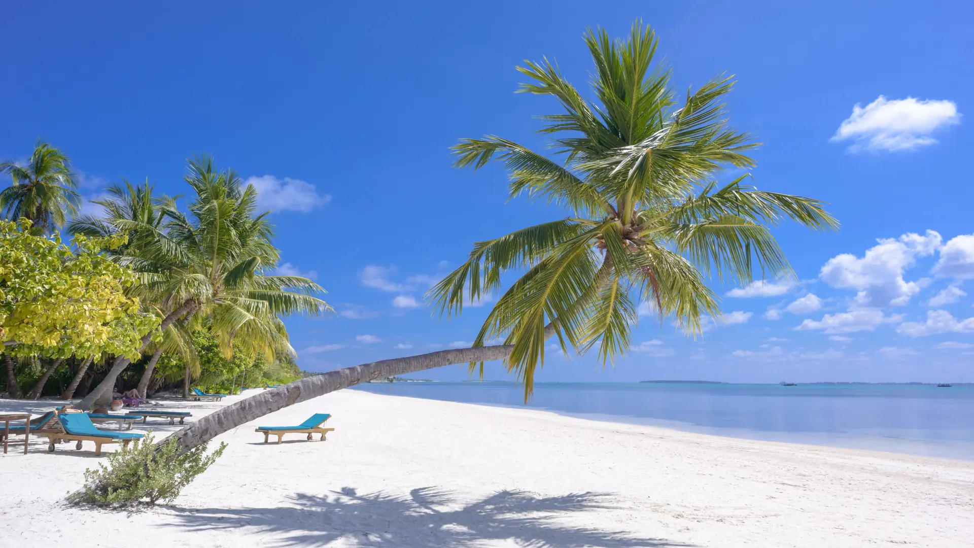 Bright white sand beneath palms on a Maldivian island