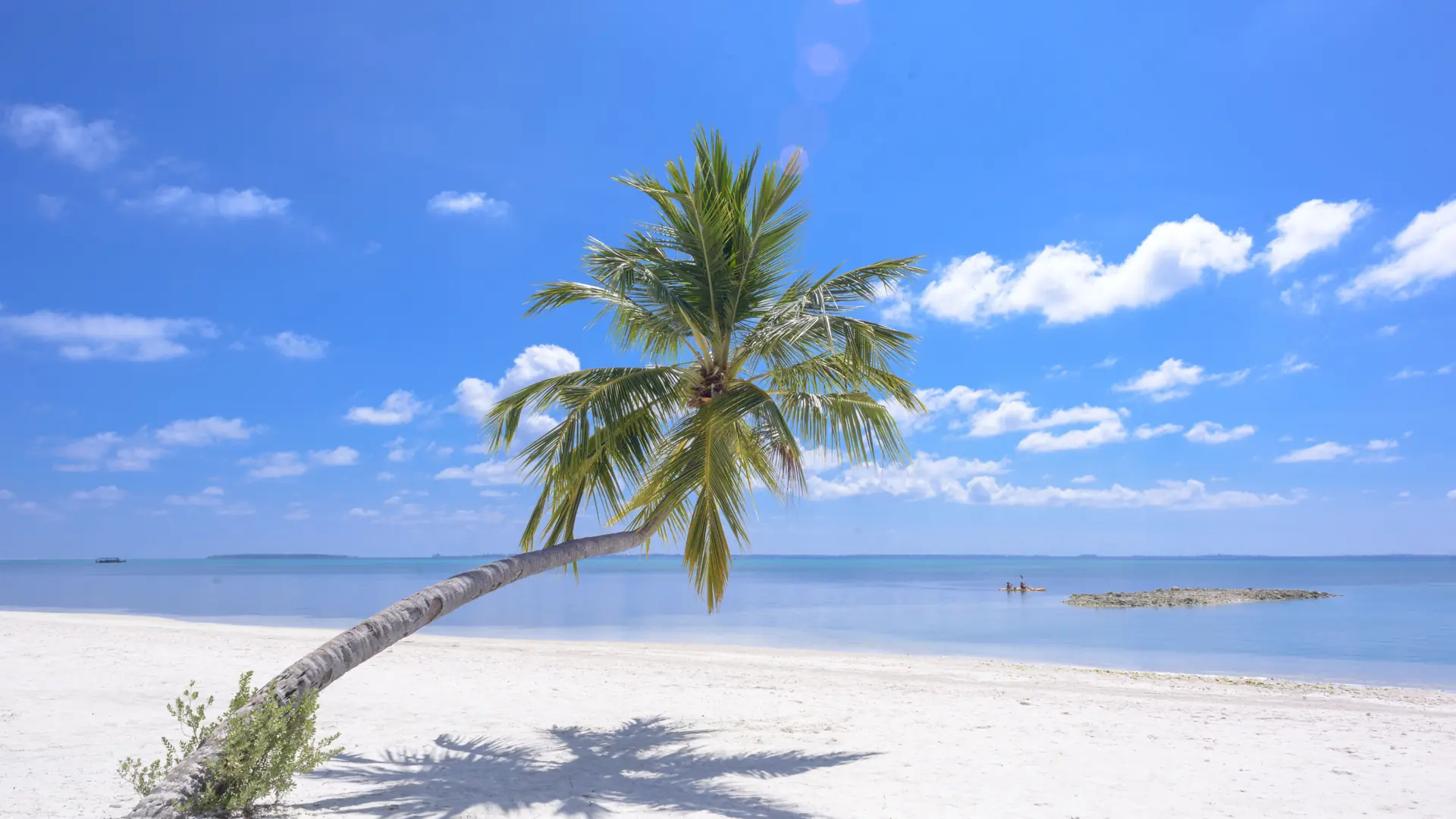 Leaning palm above a sunny white-sand beach in the Maldives