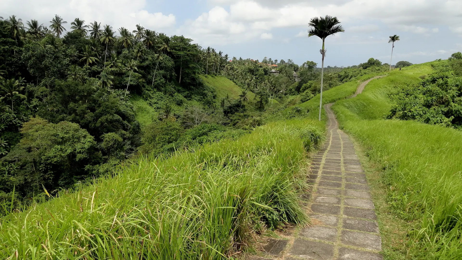 Campuhan Ridge Walk winding through green hills and coconut palms in wider western Ubud, Bali