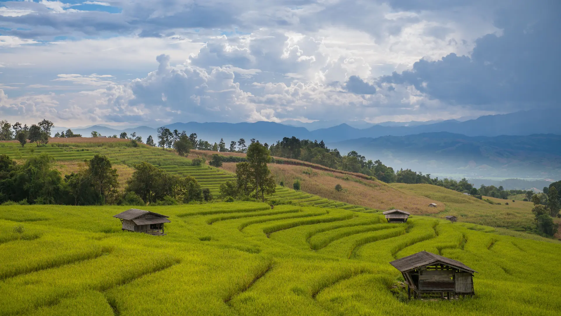Bright green rice terraces stepping across the hills of Chiang Mai province