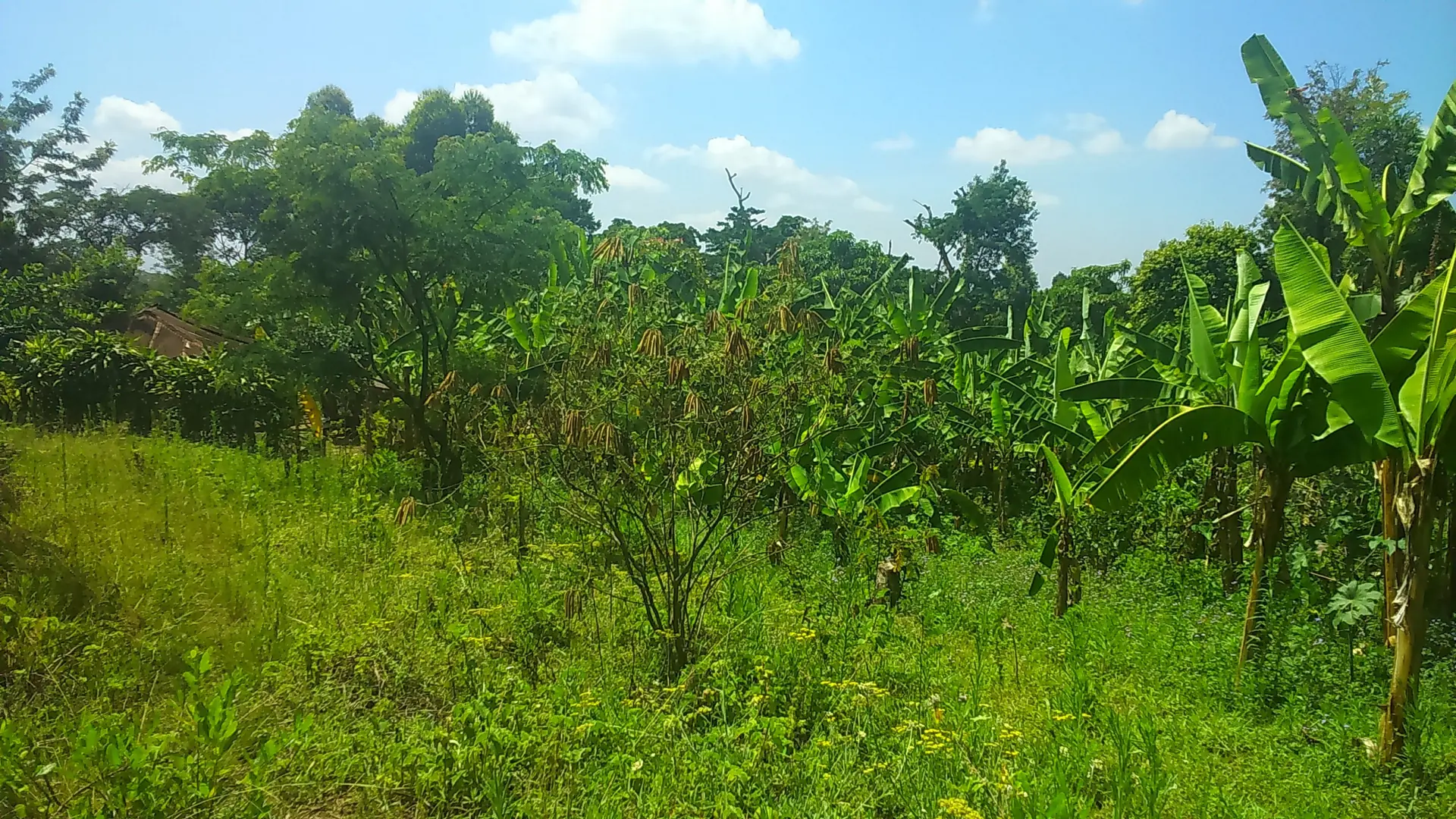 Banana and coffee trees in rural Moshi District
